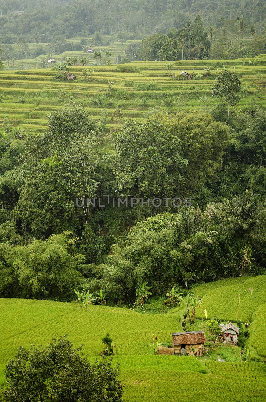 rice fields terraces in bali indonesia by jackmalipan