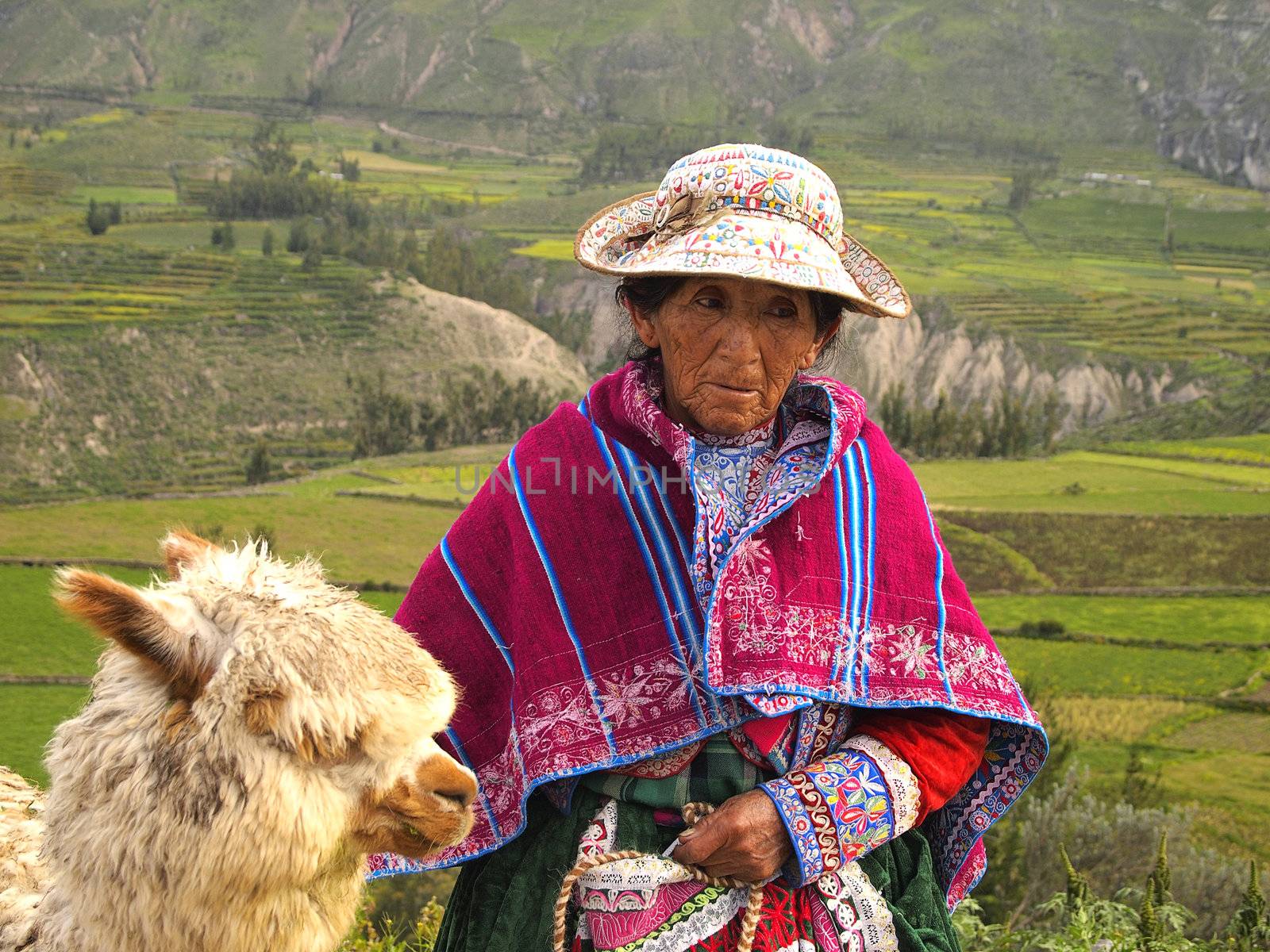 Old Incan Peruvian woman and her Alpaca