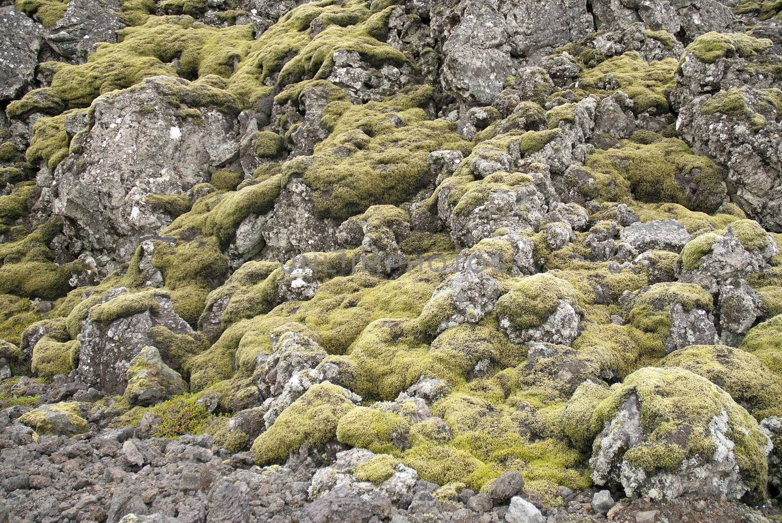 moss and volcanic rock in iceland by jackmalipan