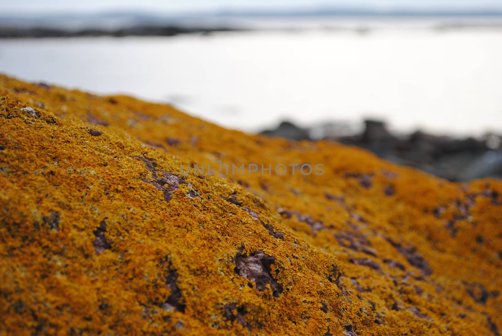 Yellow lichens on a rock near the ocean.