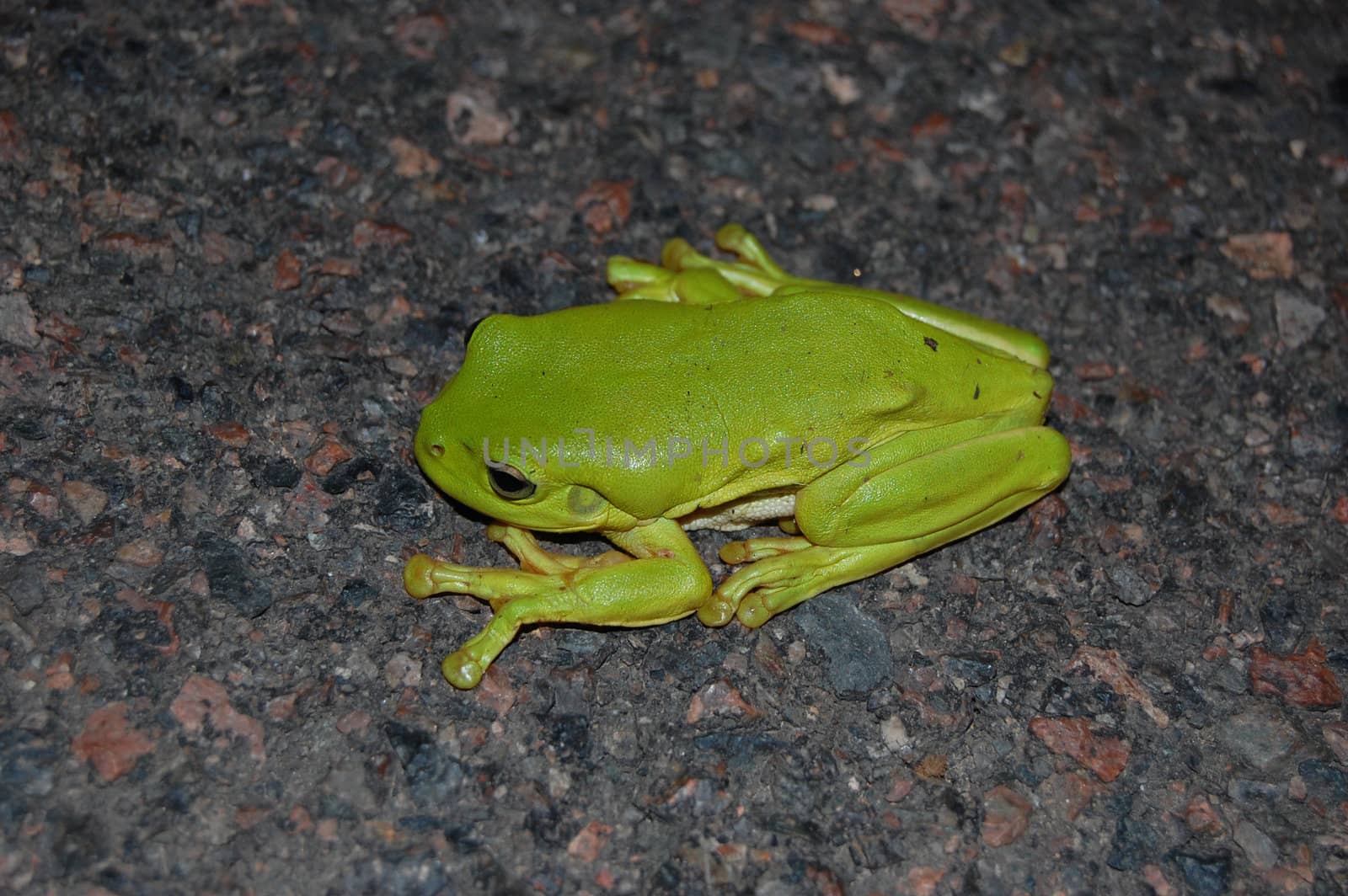 Green tree frog is sitting on the ground