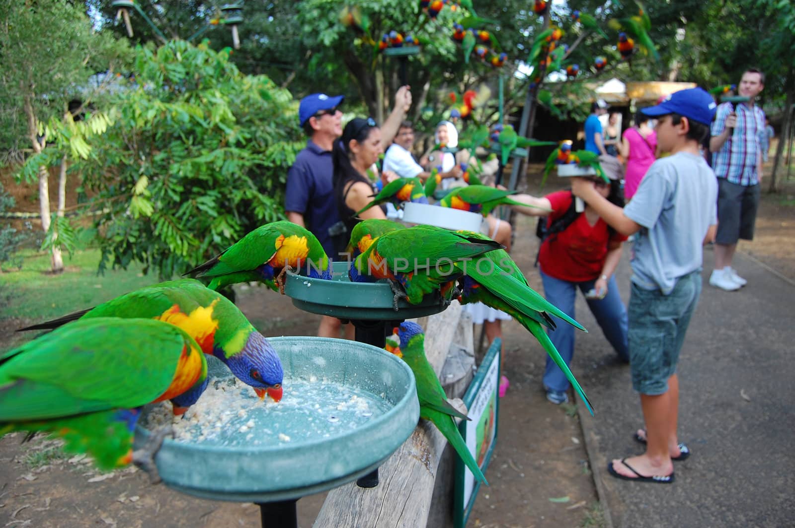 Green parrots in zoo by danemo