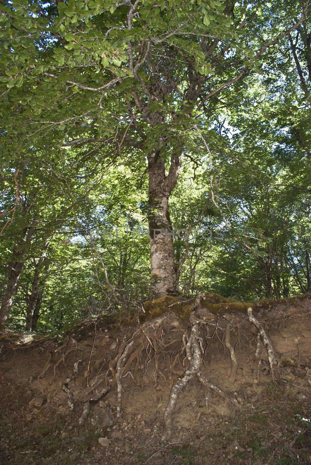 old tree with roots in view by gandolfocannatella