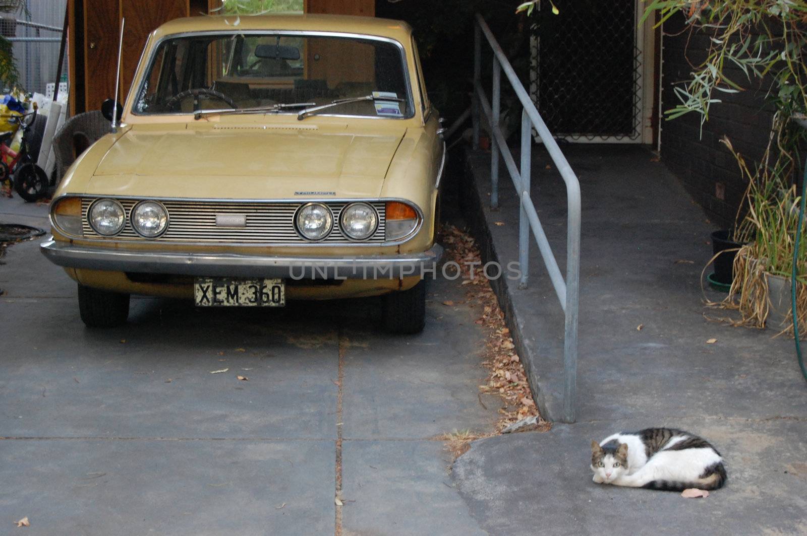 Cat is having a rest near retro style car, Western Australia