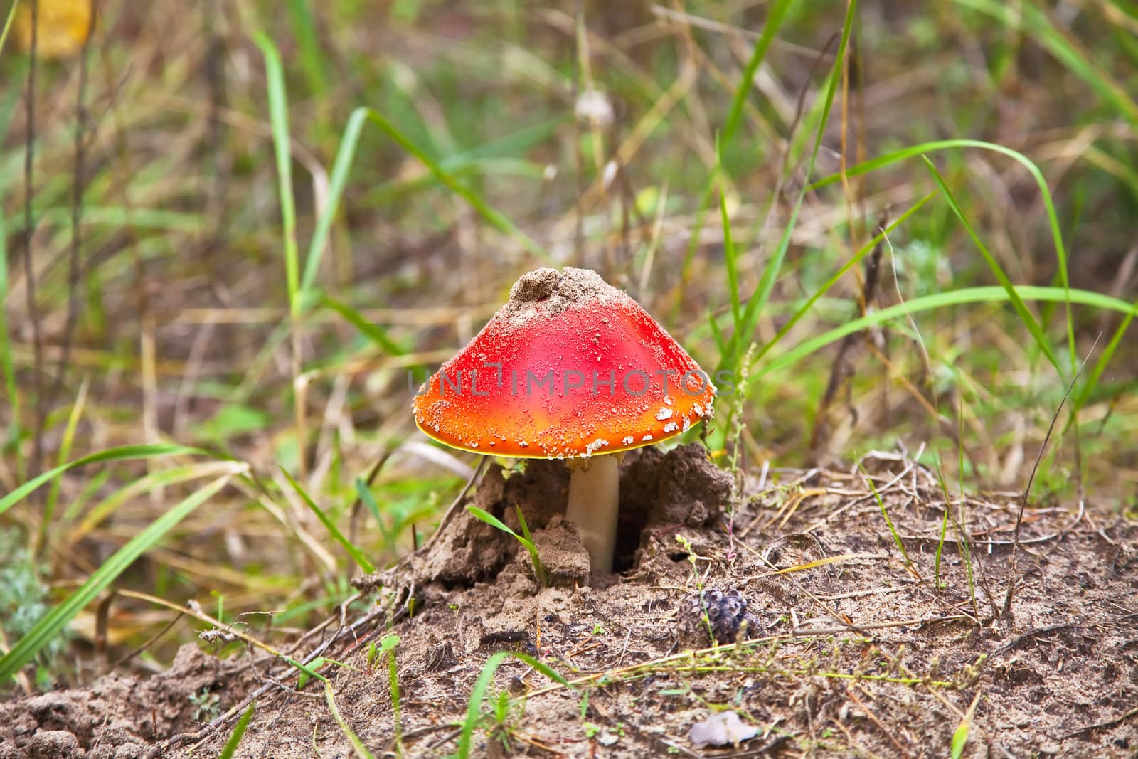 poison mushroom by Oledjio