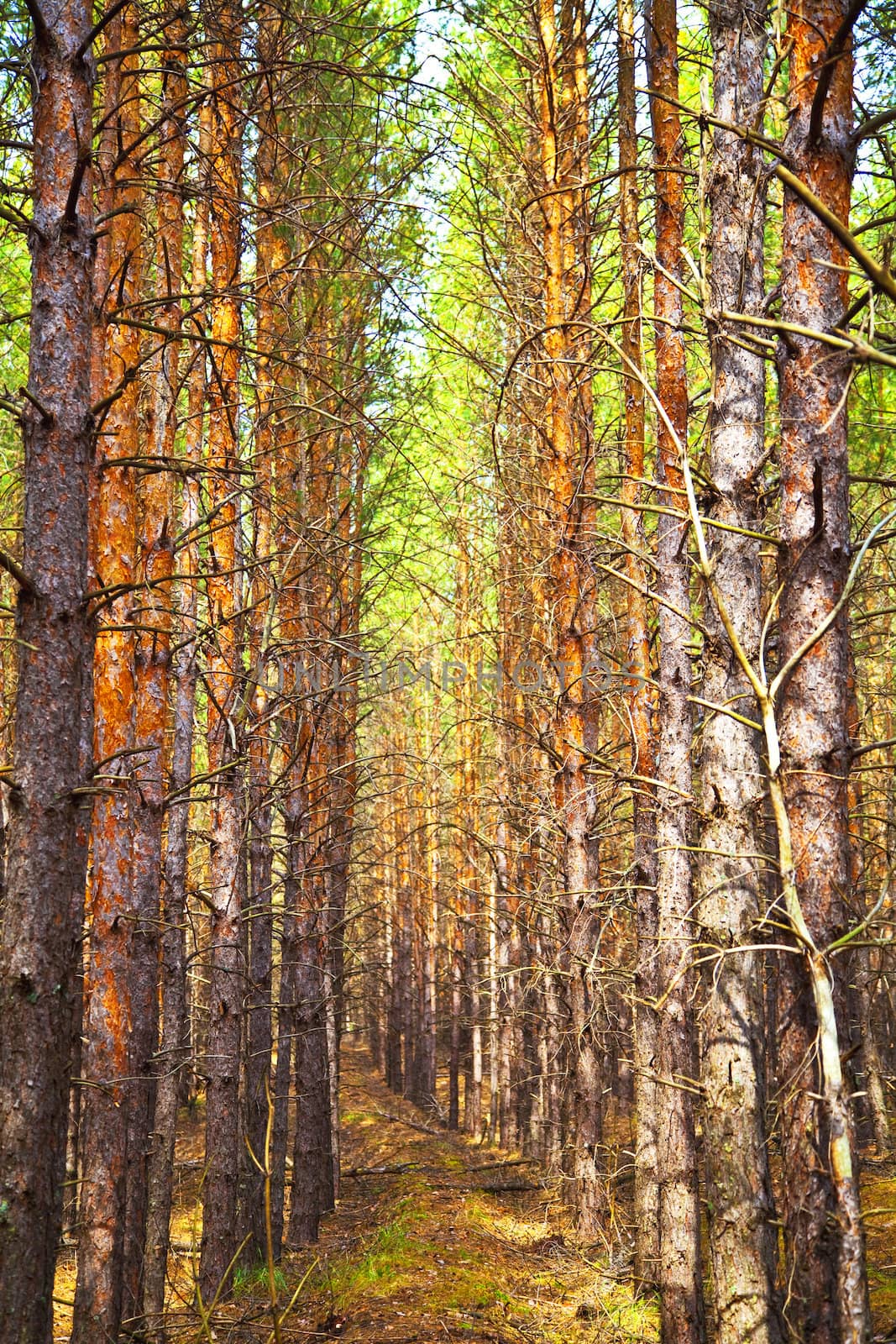 Thick pine autumn forest. Neat rows of trees. Shallow depth of field.