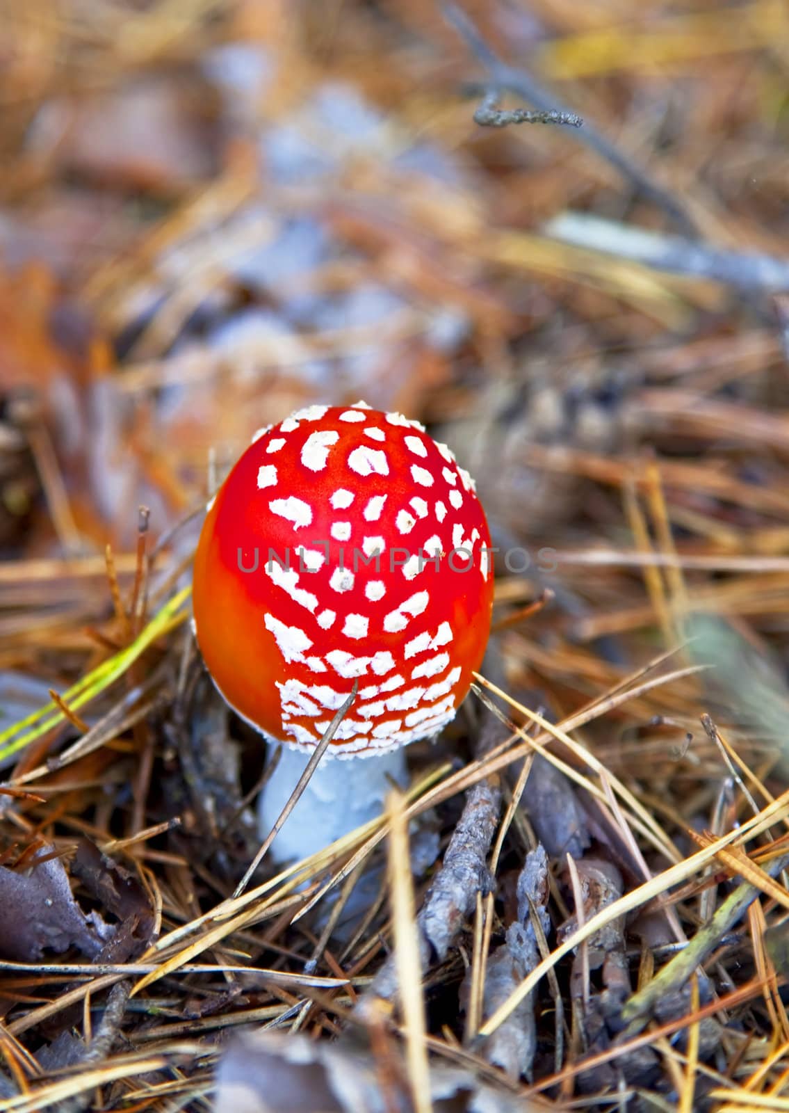 poison mushroom in coniferous pine forest. Autumn. close-up. Shallow depth of field