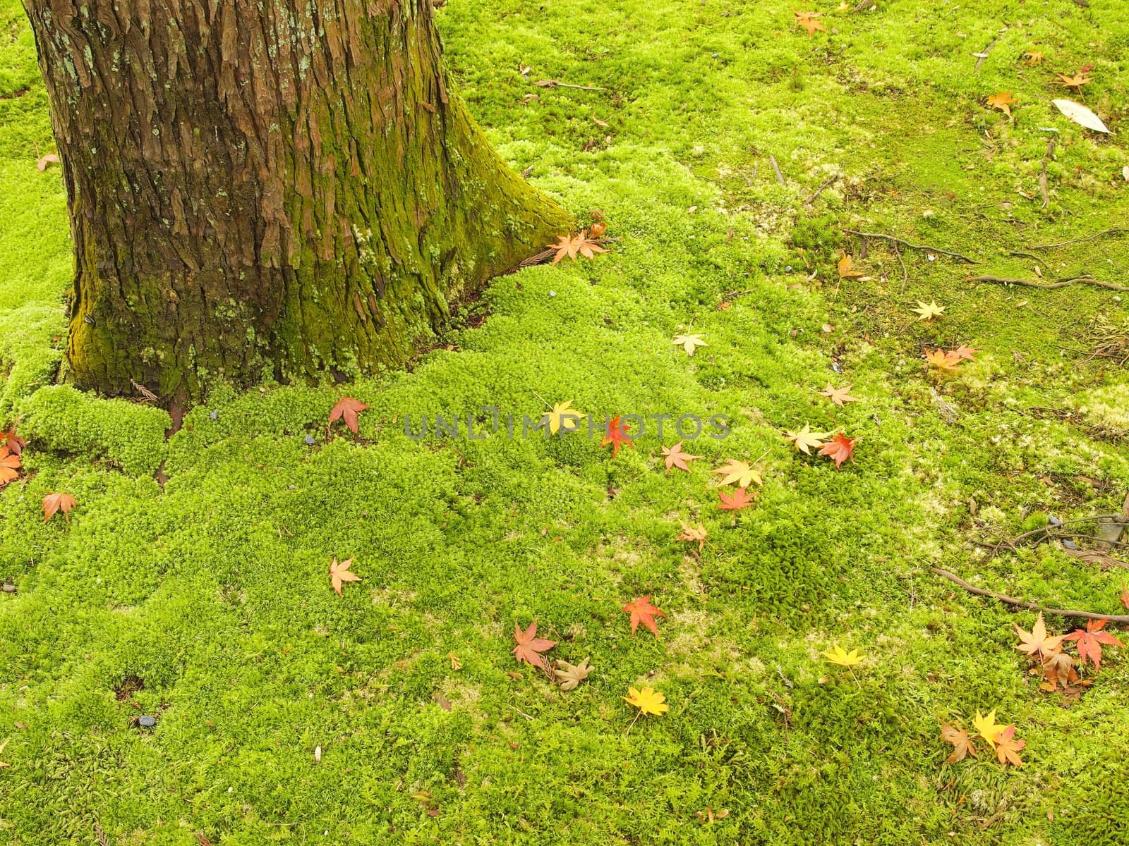 Maple leaves on the green moss carpet