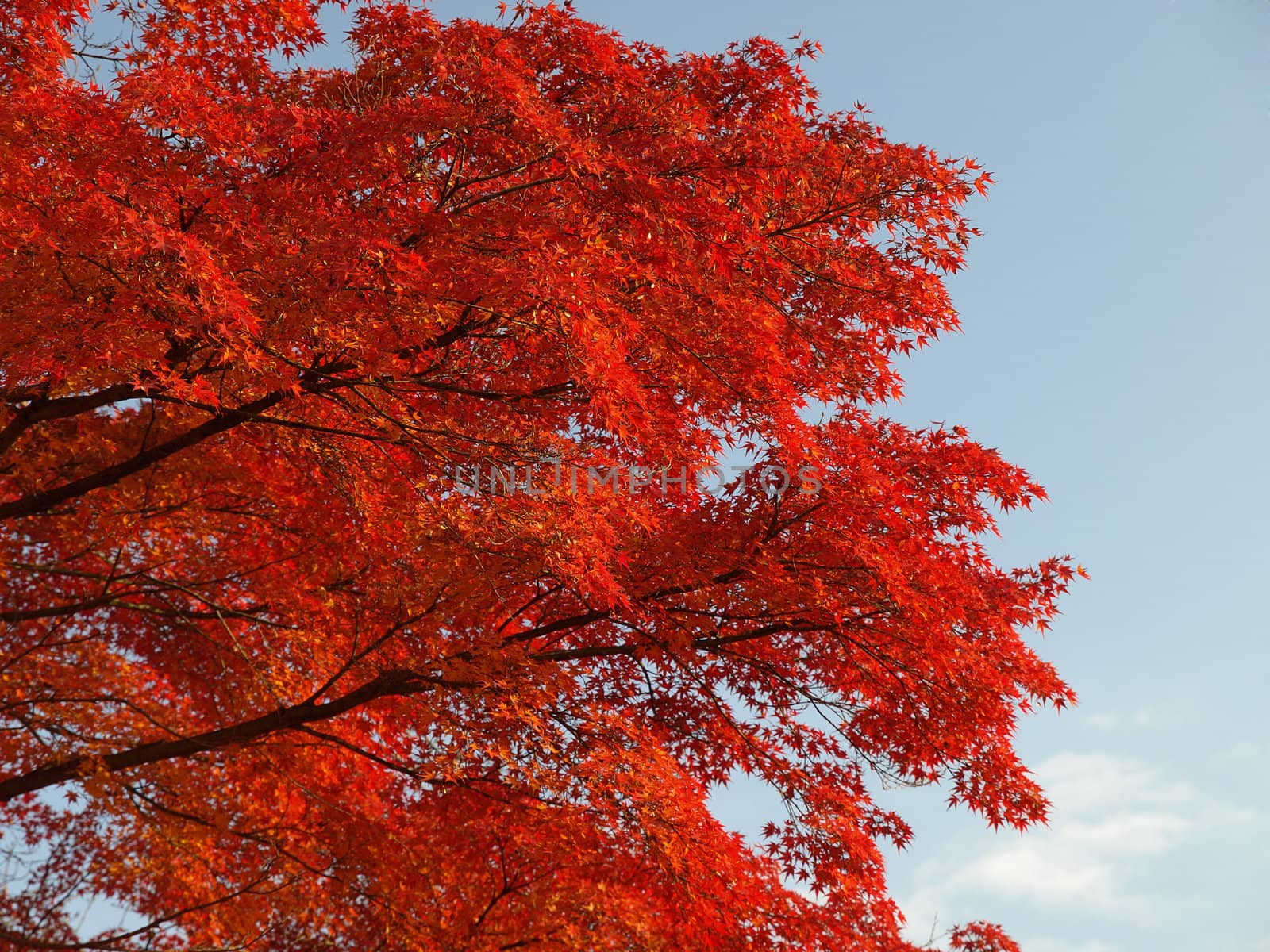 Maple tree turn its leaves to red in autumn