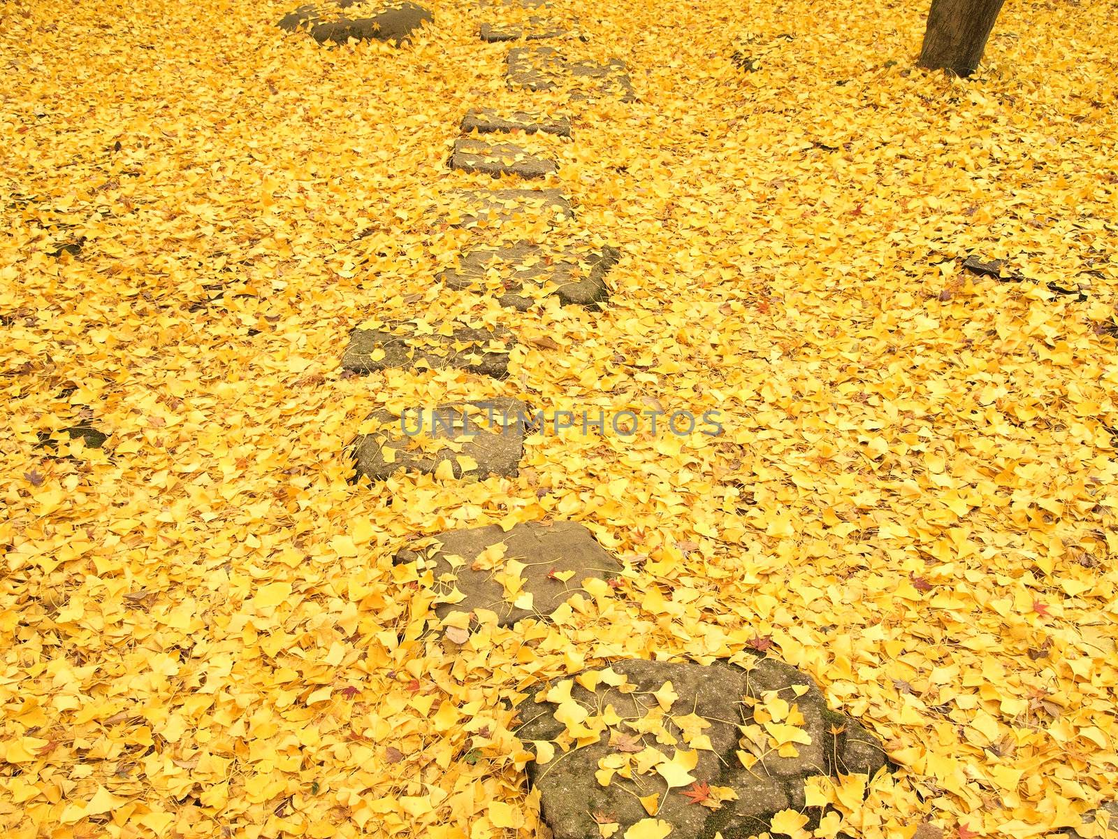 Pathway through the ground covered with ginko leaves in autumn