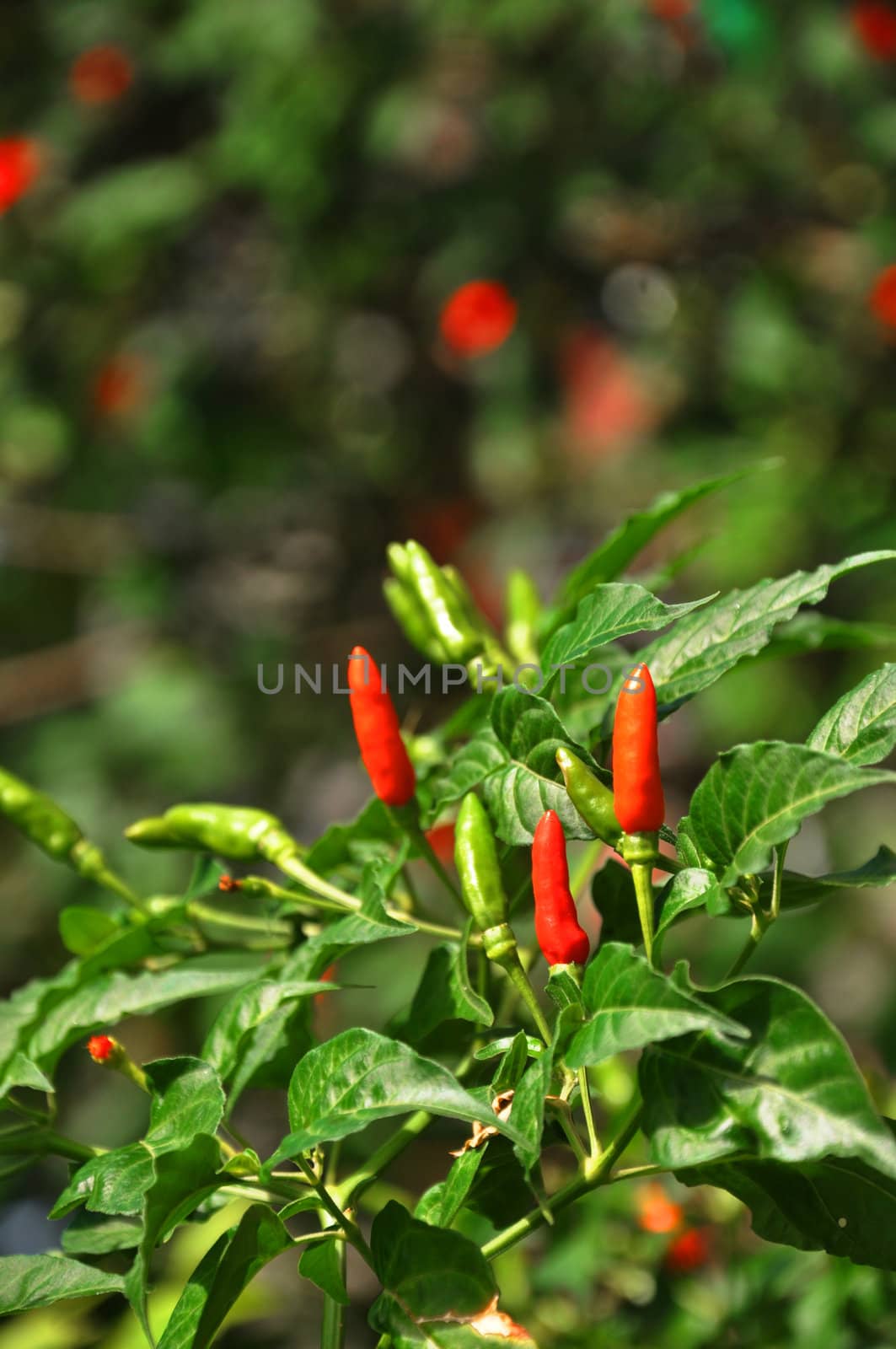 Chili pepper plant by bigjom
