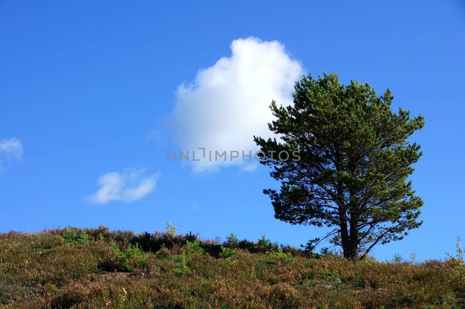 Perfect lone green tree against blue sky in a natural environment