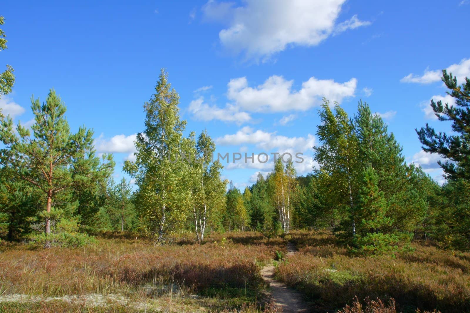 Landscape of young green forest with bright blue sky