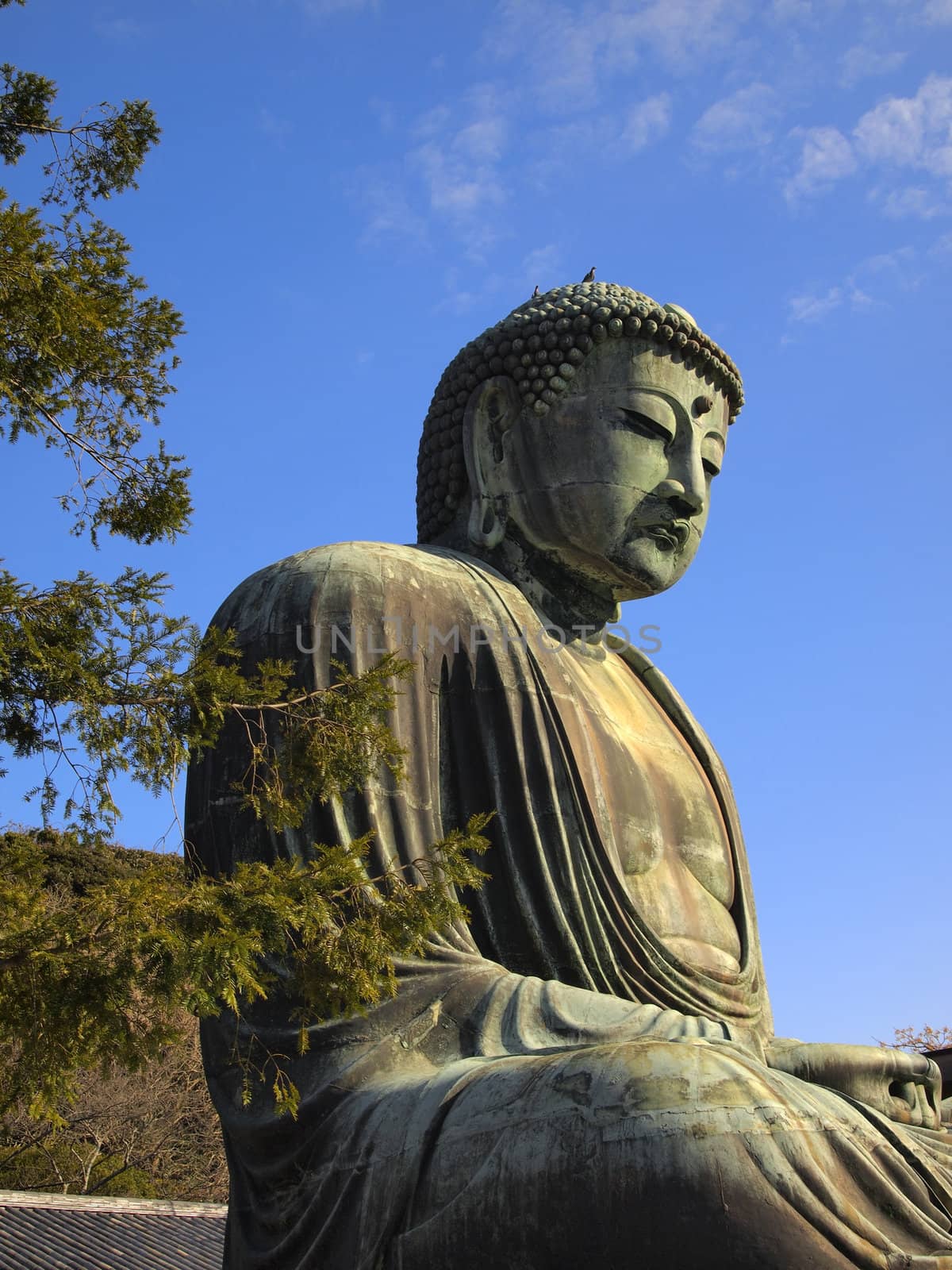 Daibutsu or the Giant buudha statue in Kamakura city, Japan