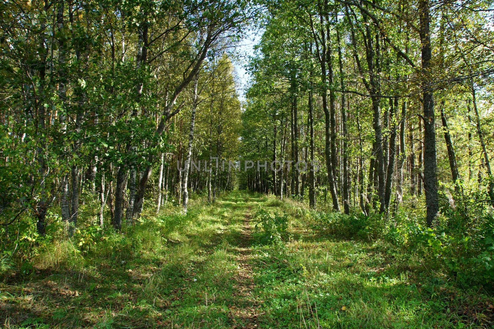 Green way in the forest between trees