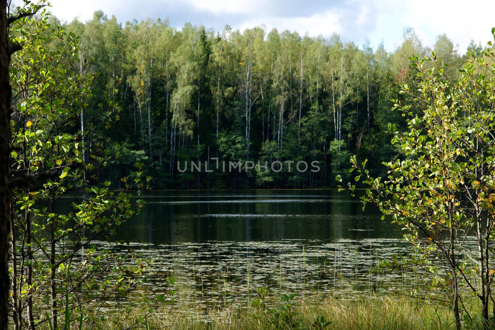 Green forest and its reflection in water