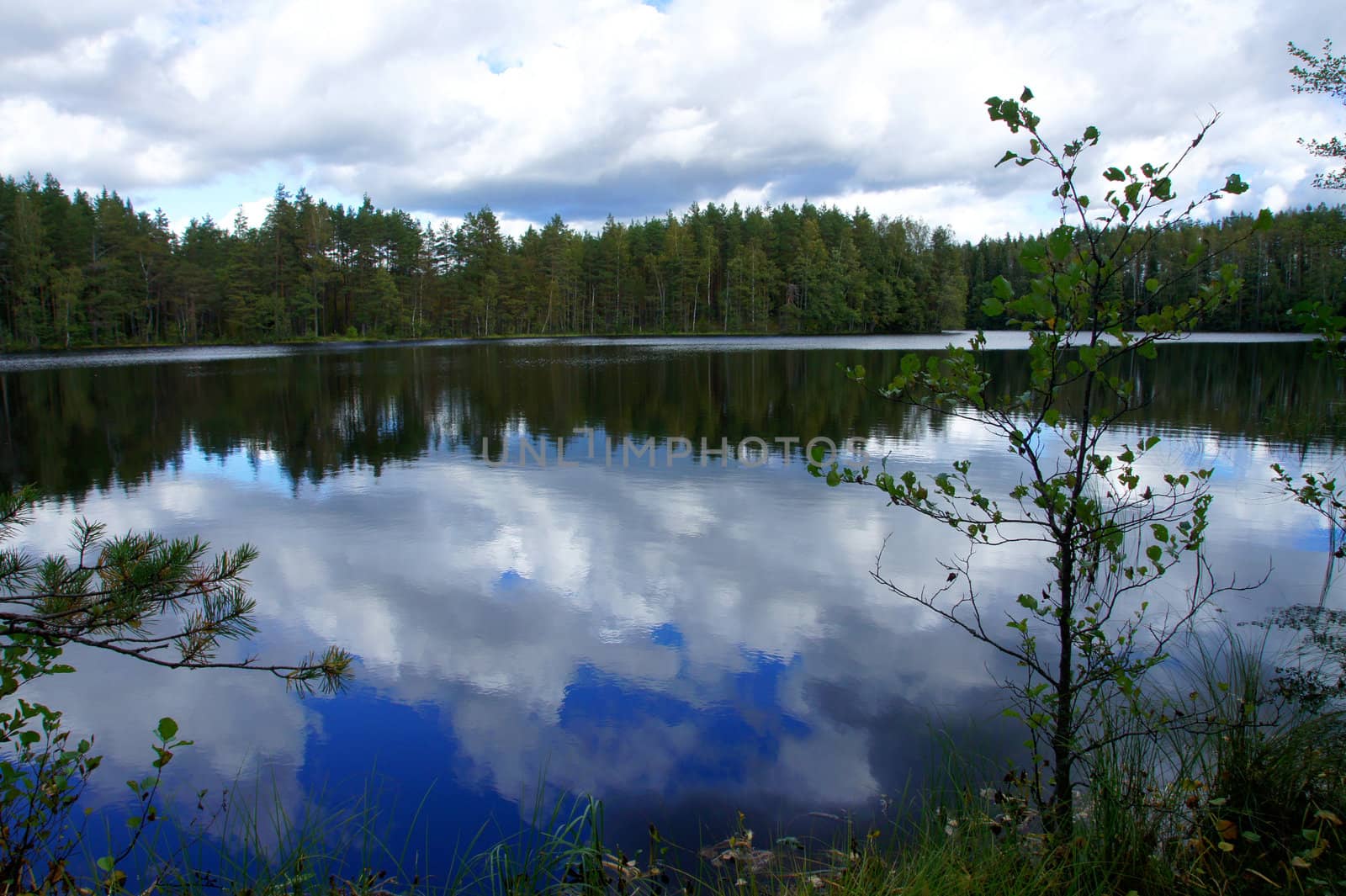 Lake and trees on a background of the blue sky