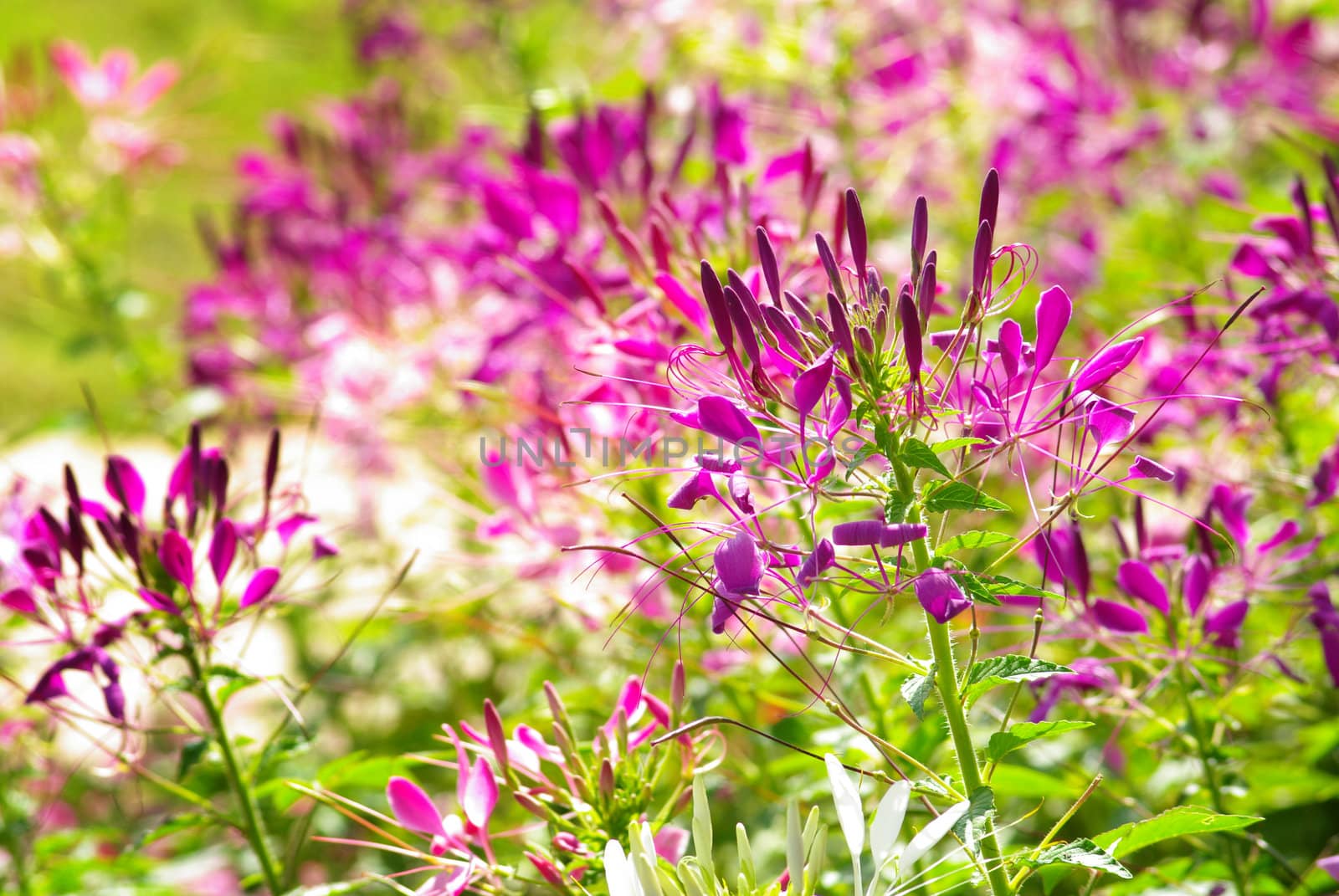 Violet flower in garden, Thailand