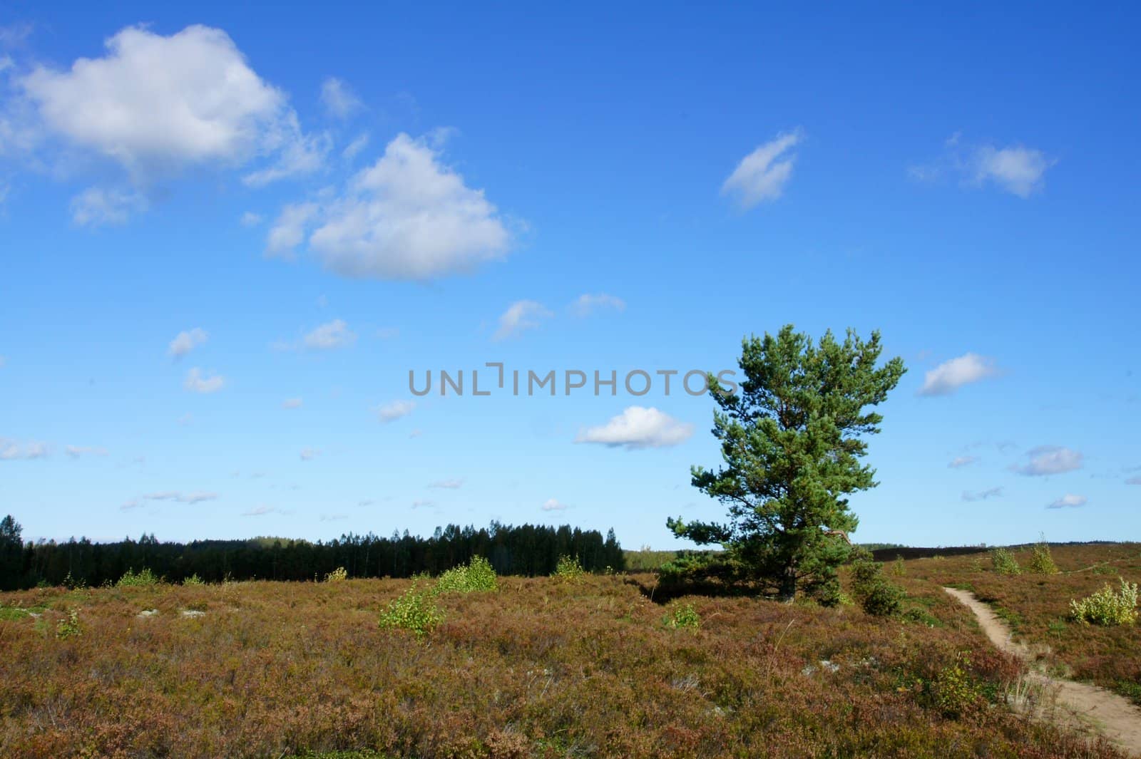 Perfect lone green tree against blue sky in a natural environment