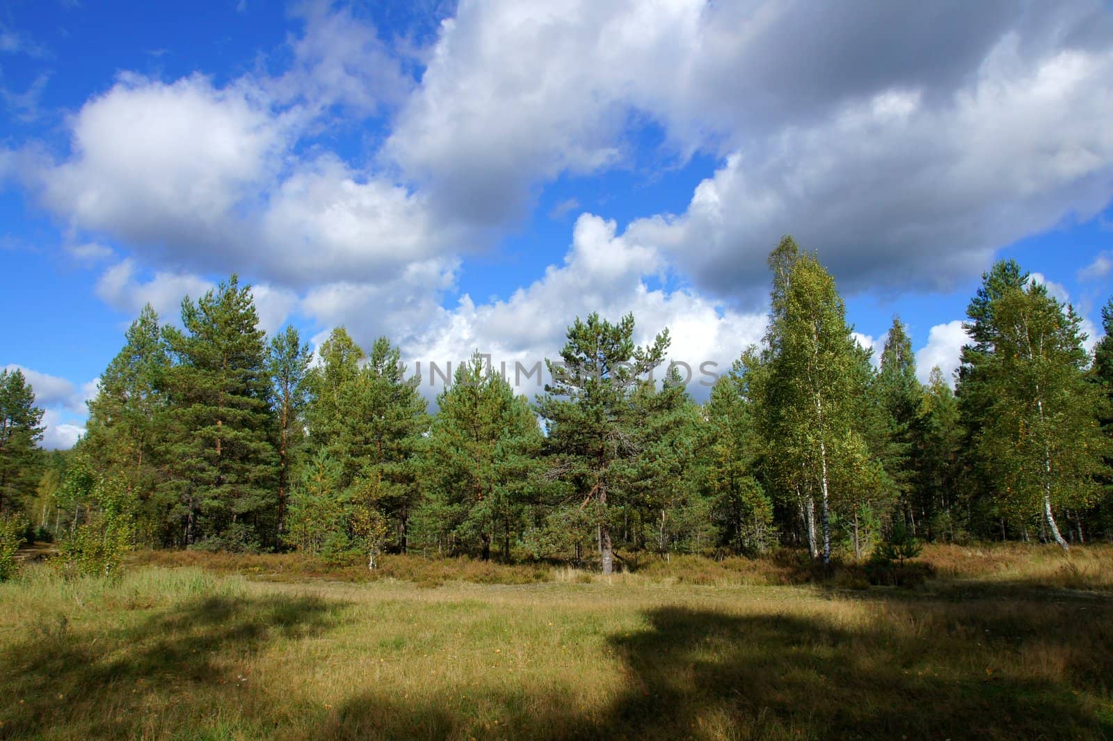 Landscape of young green forest with bright blue sky