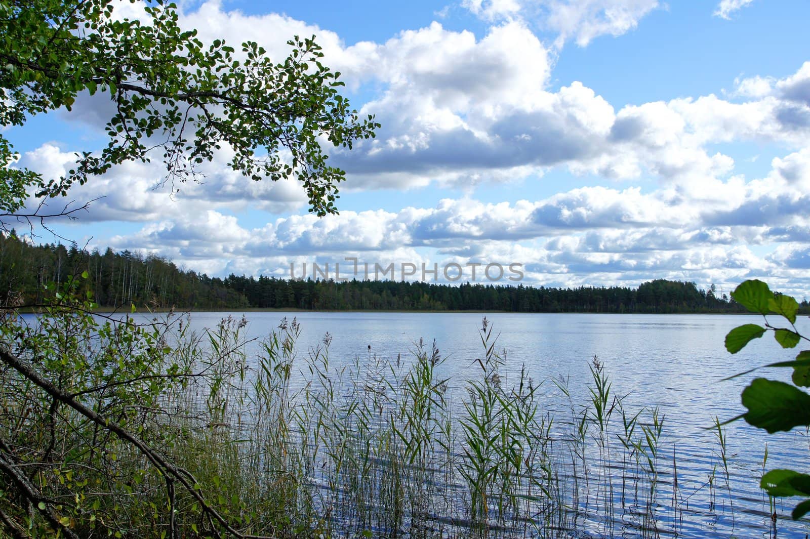 Lake and trees on a background of the blue sky