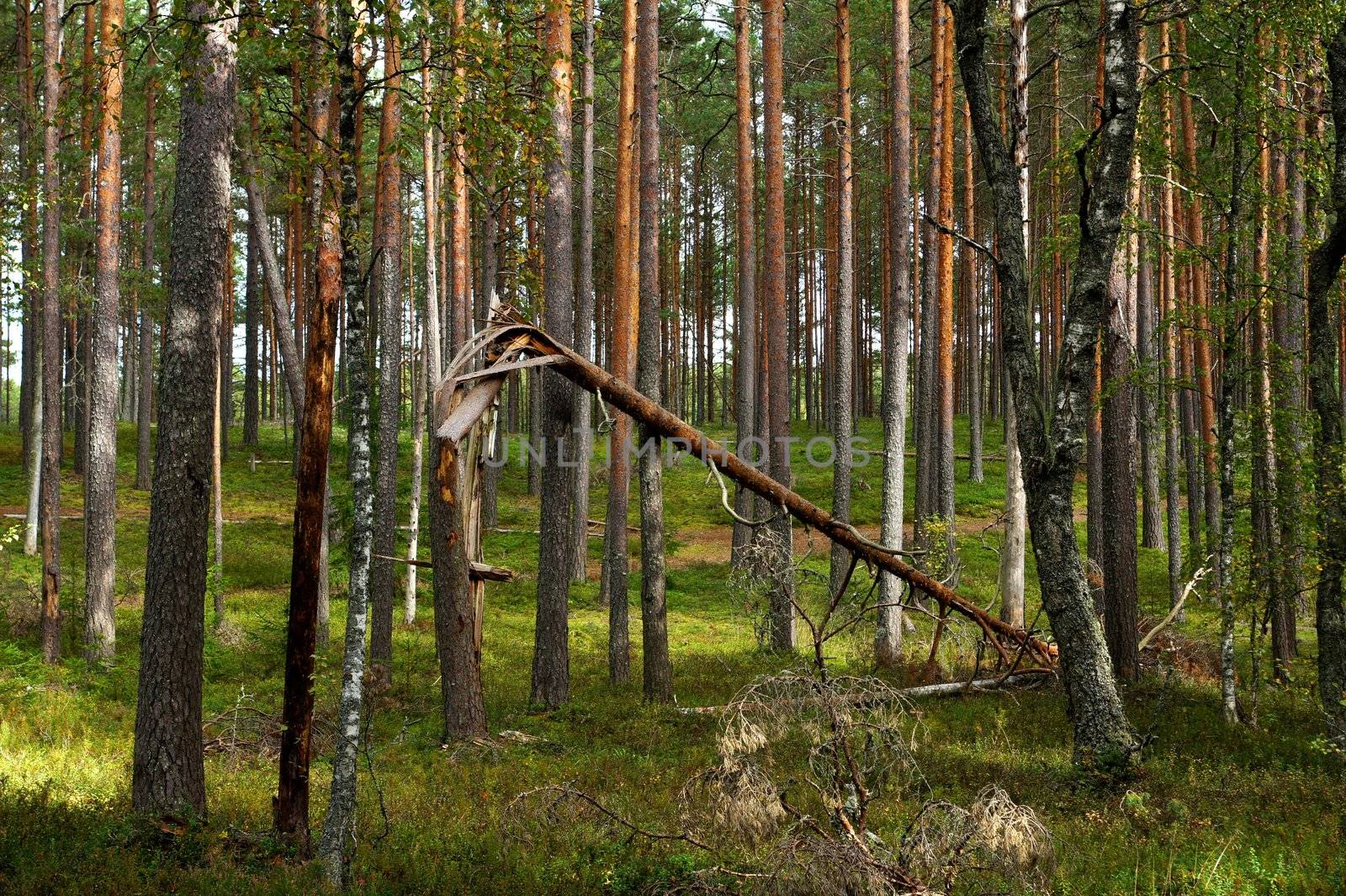 The forest  by andrei_kolyvanov