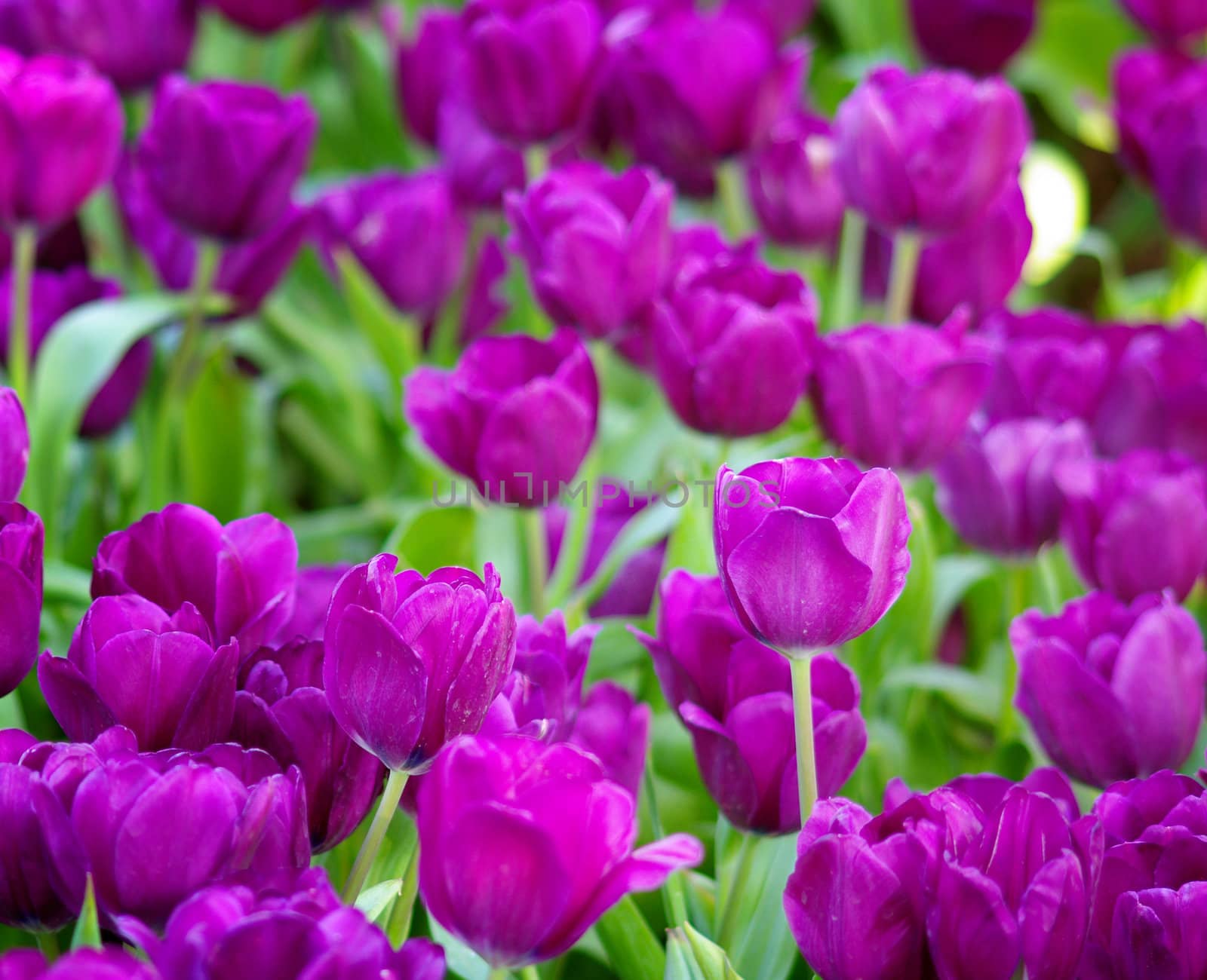 Colorful Tulip in the garden