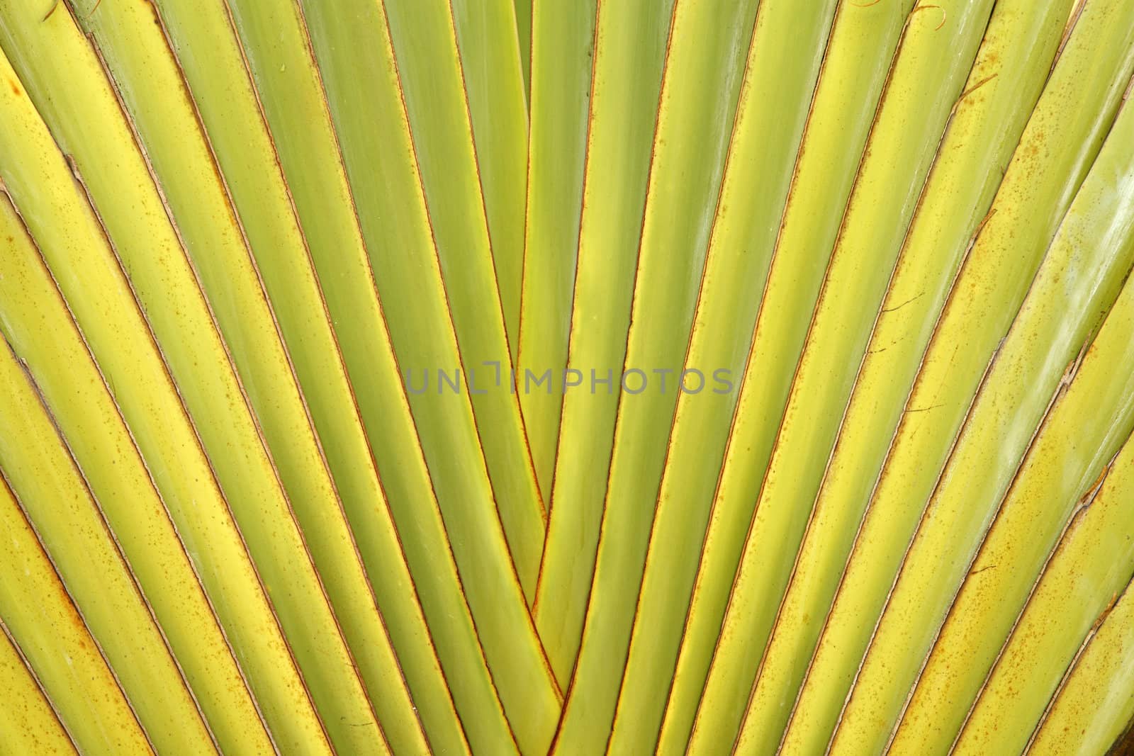 Details of leaf stalk of traveller palm