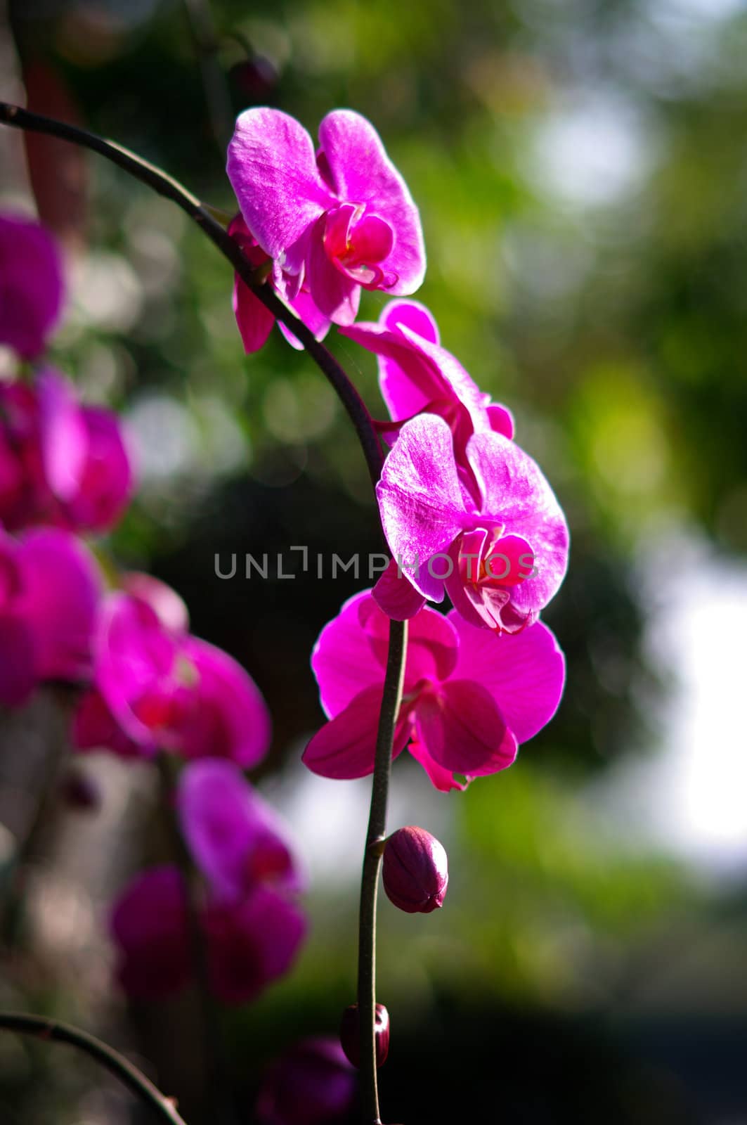 Pink orchid in the garden, North of Thailand