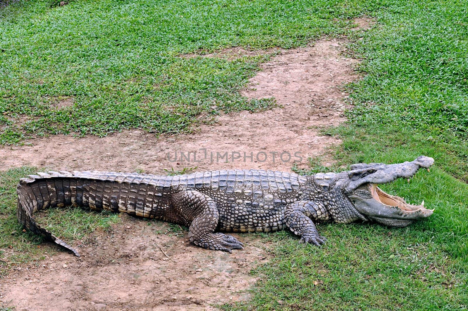 rocodile with open mouth at side of water on grass.