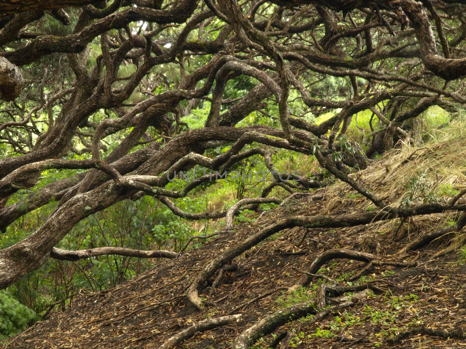 Many branch of an old tree in New Zealand