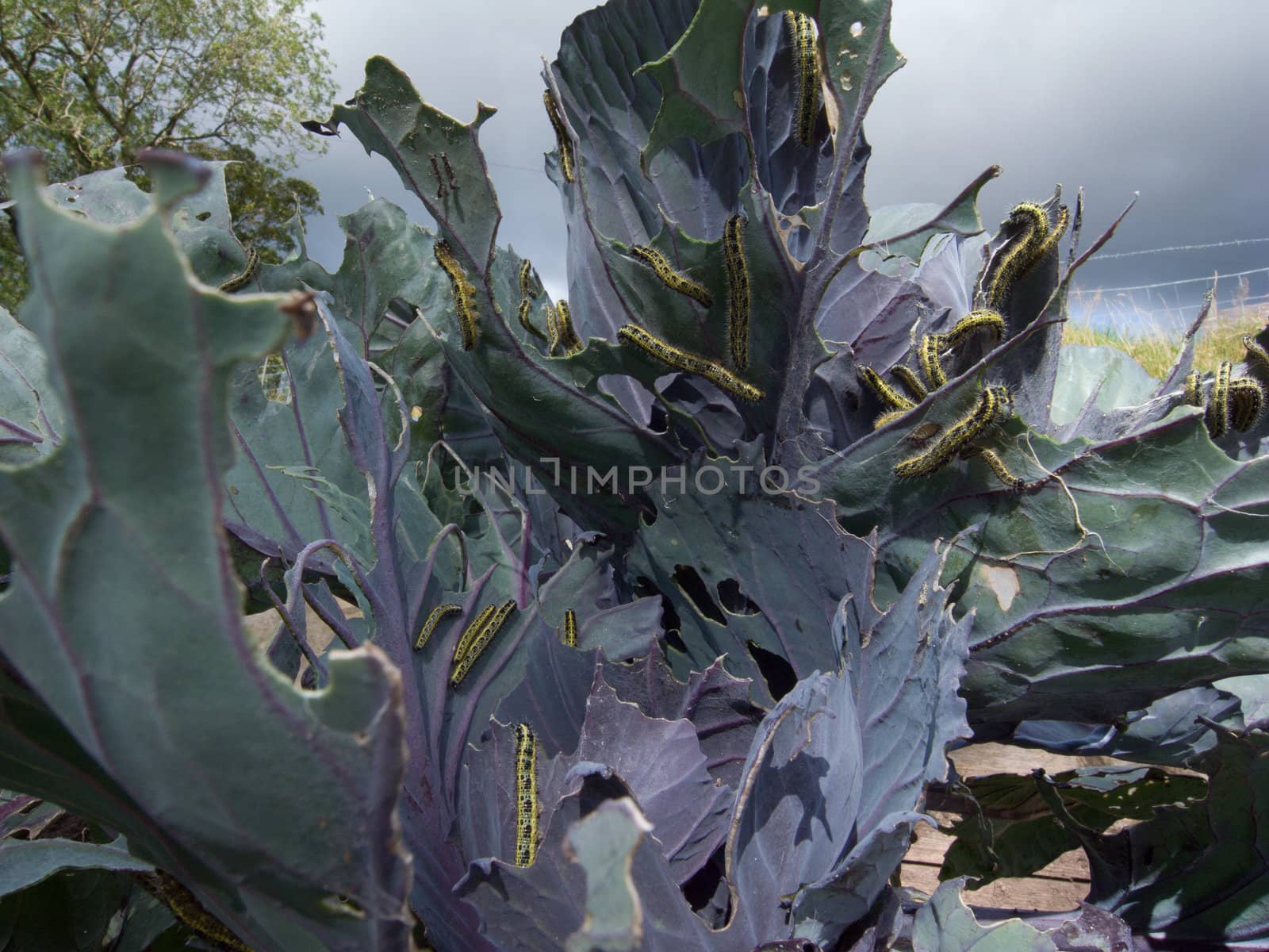 The larvae, caterpillar, of the cabbage, large white butterfly, Pieris brassicae, devouring the leaves of a cabbage plant.