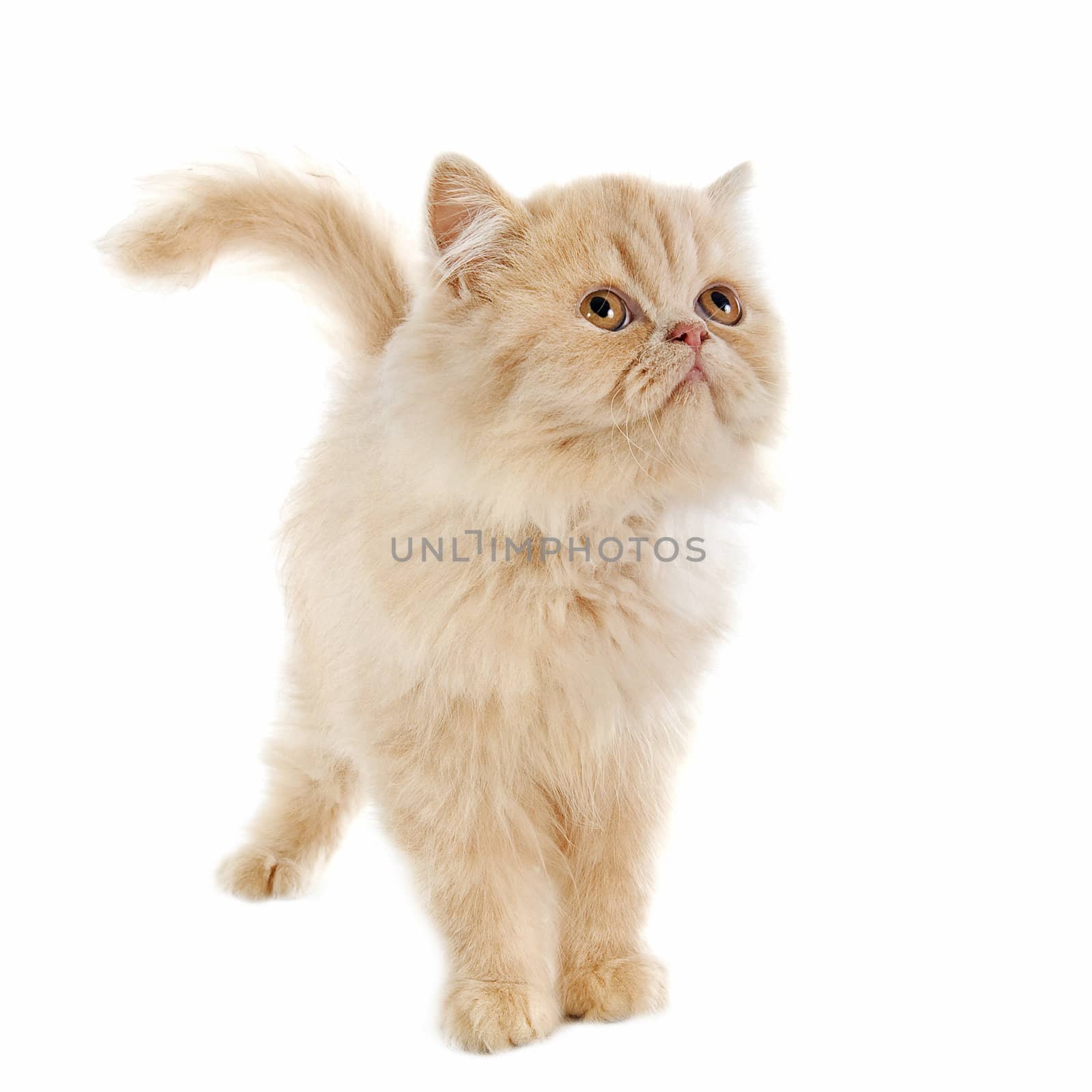 persian kitten in front of a white background
