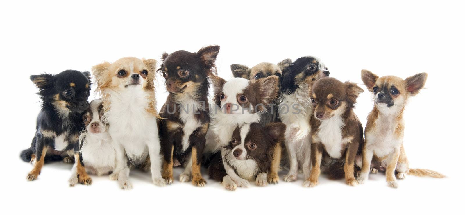 portrait of a cute purebred  chihuahuas in front of white background