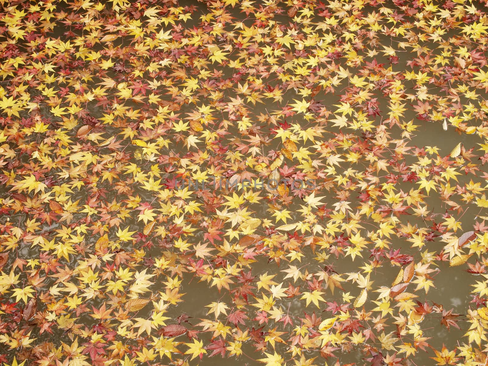 Colored maple leaves floating on the pond in autumn