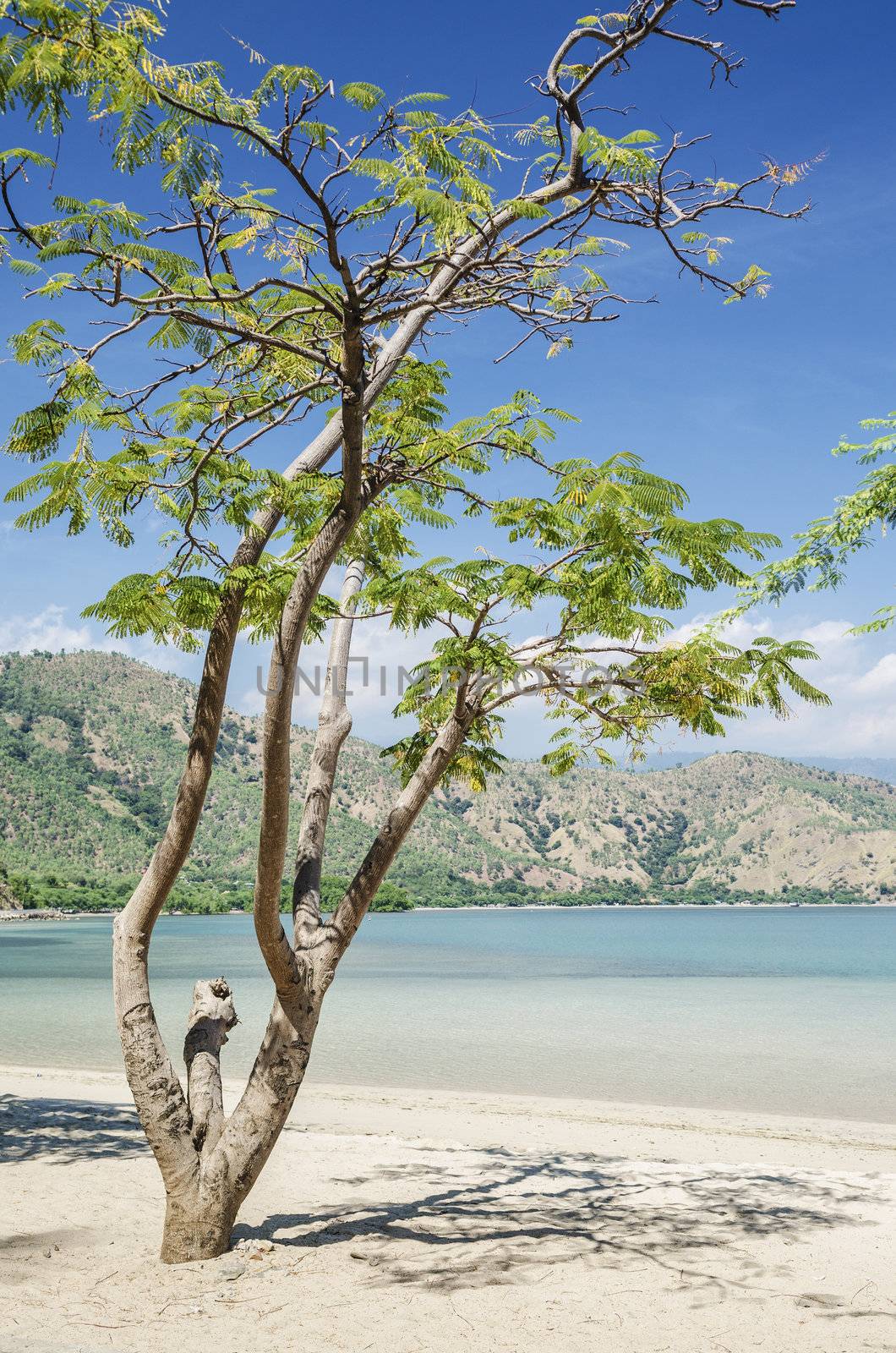 areia branca beach near dili east timor, timor leste