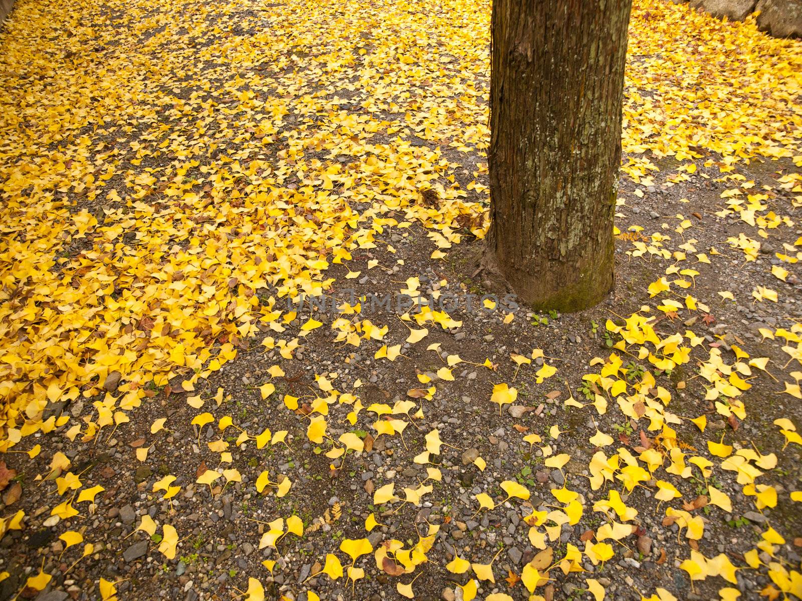 Ginko leaves turn to yellow and fall on the ground in autumn