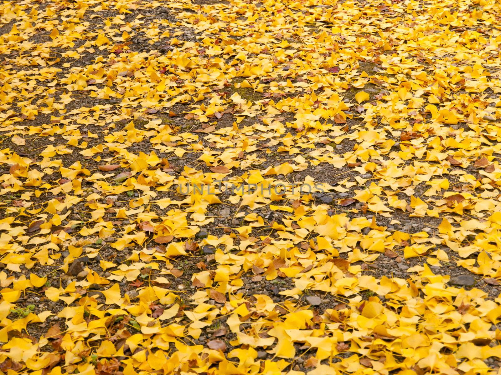 Ginko Leaves on the ground in autumn