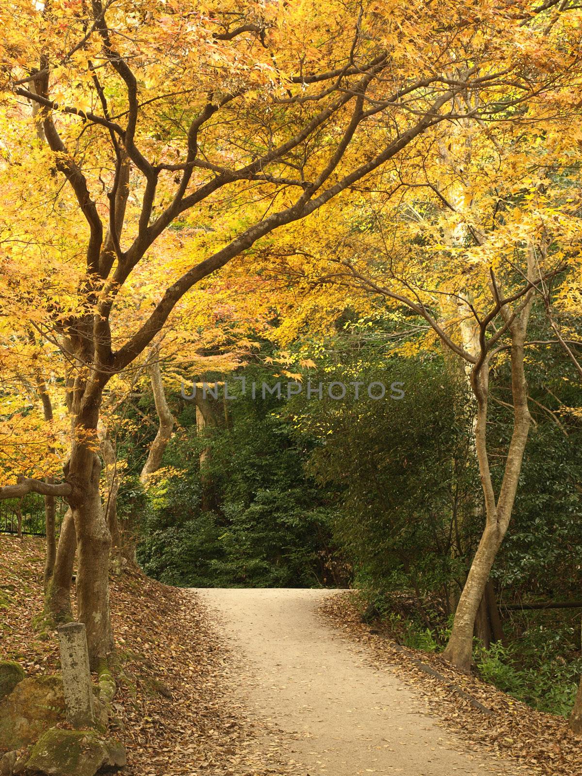 pathway in autumn