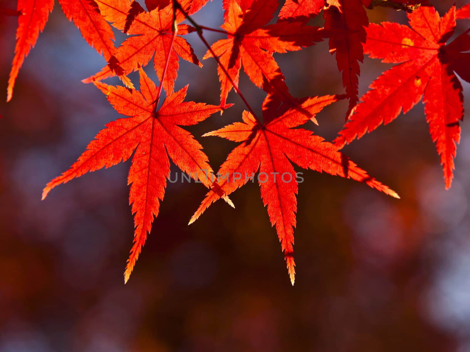 Red maple leaves in autumn