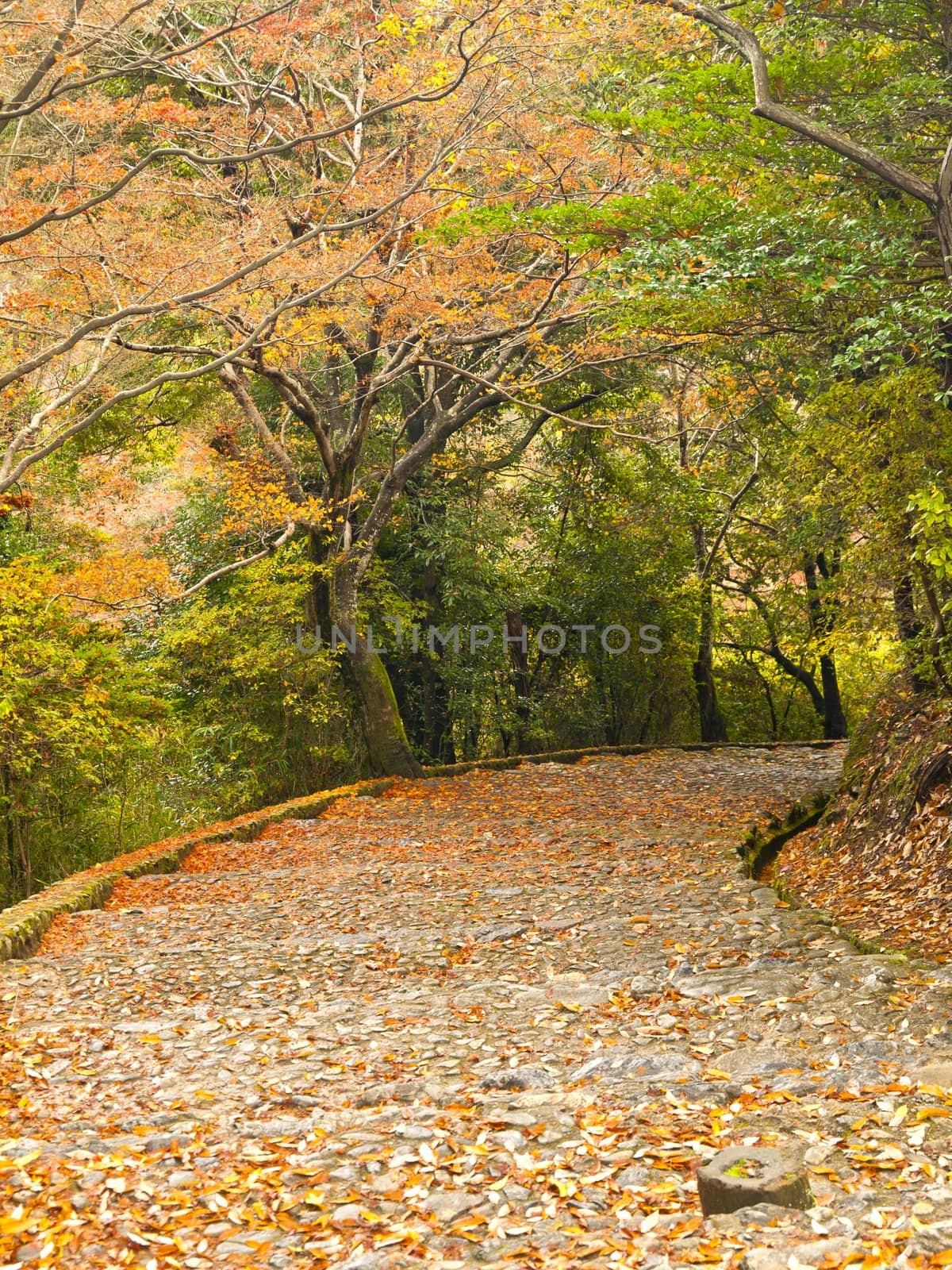 Stairway in a park in autumn
