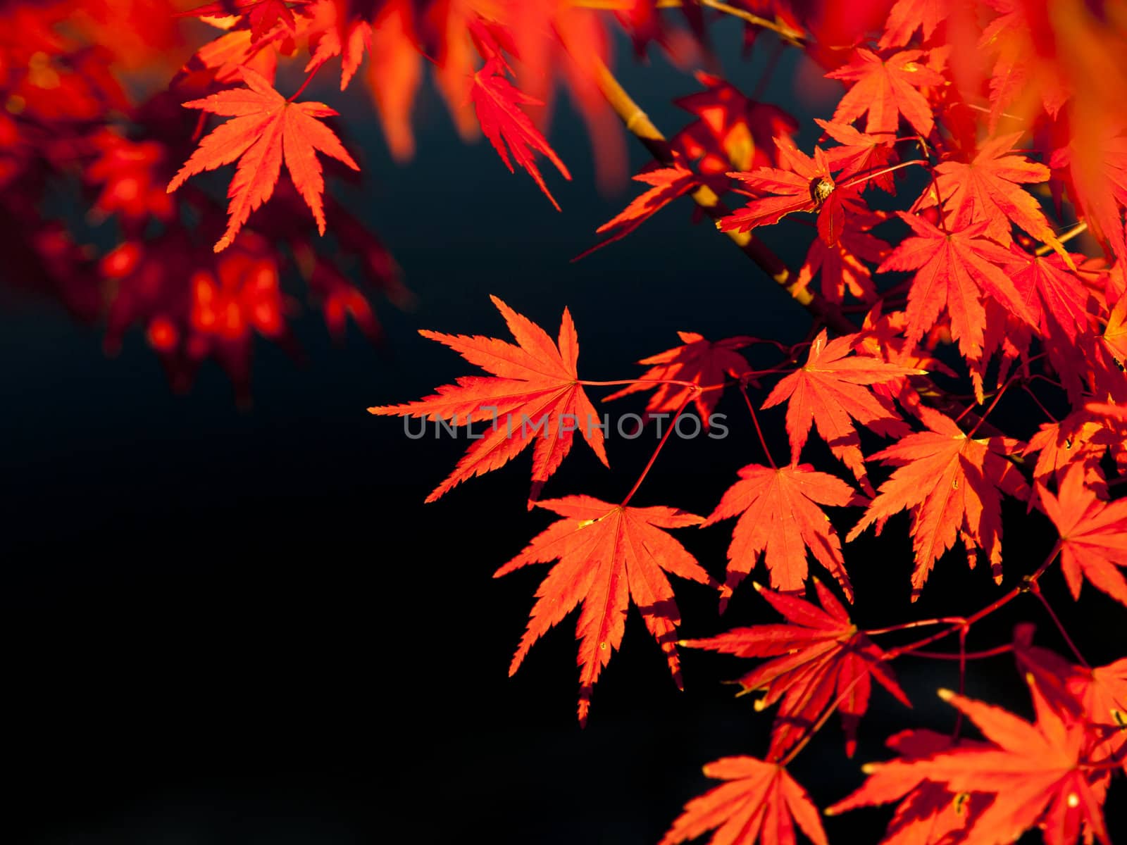Red maple leaves in autumn