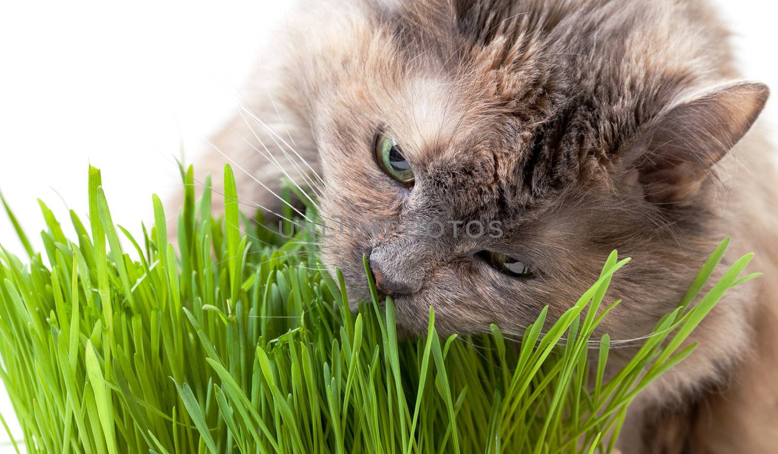 A pet cat eating fresh grass by Discovod