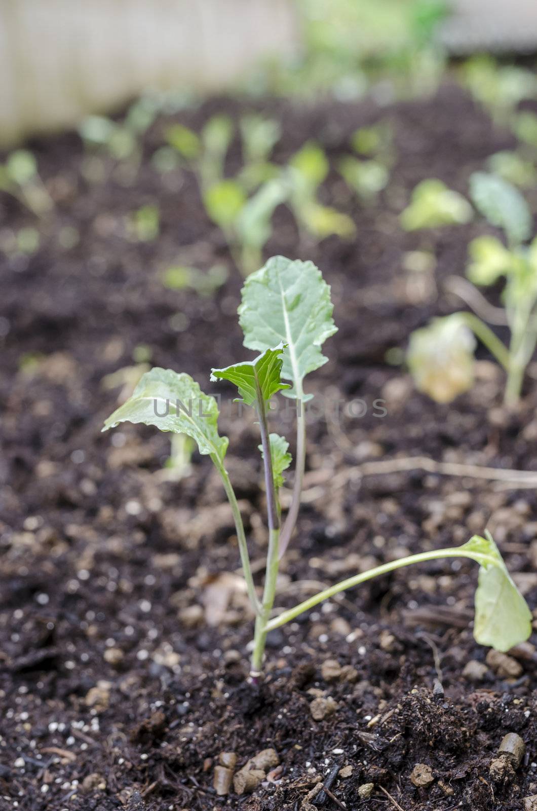 Broccoli seedling freshly planted.