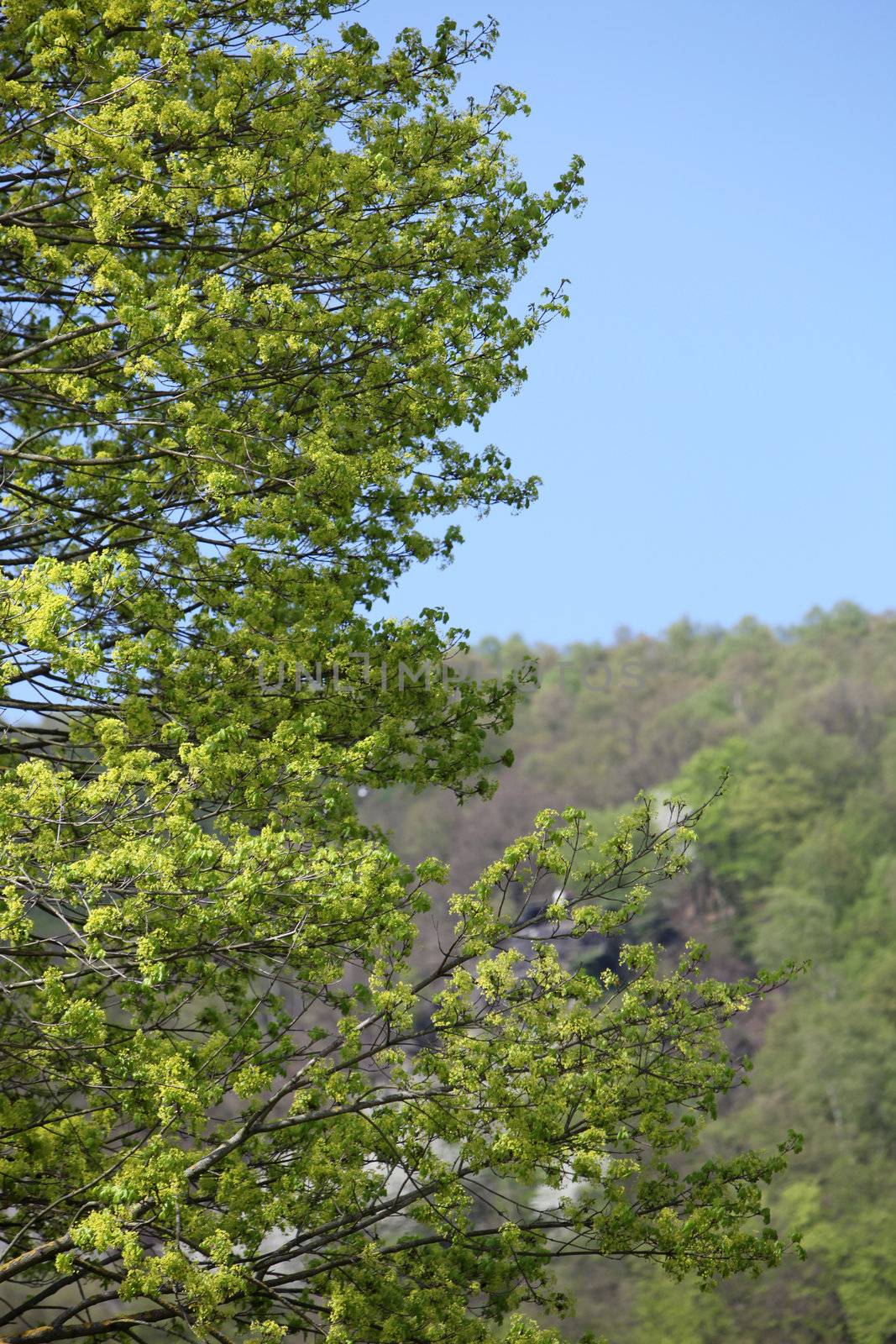 Fresh green leaves on a tree in springtime with a background of forested hills