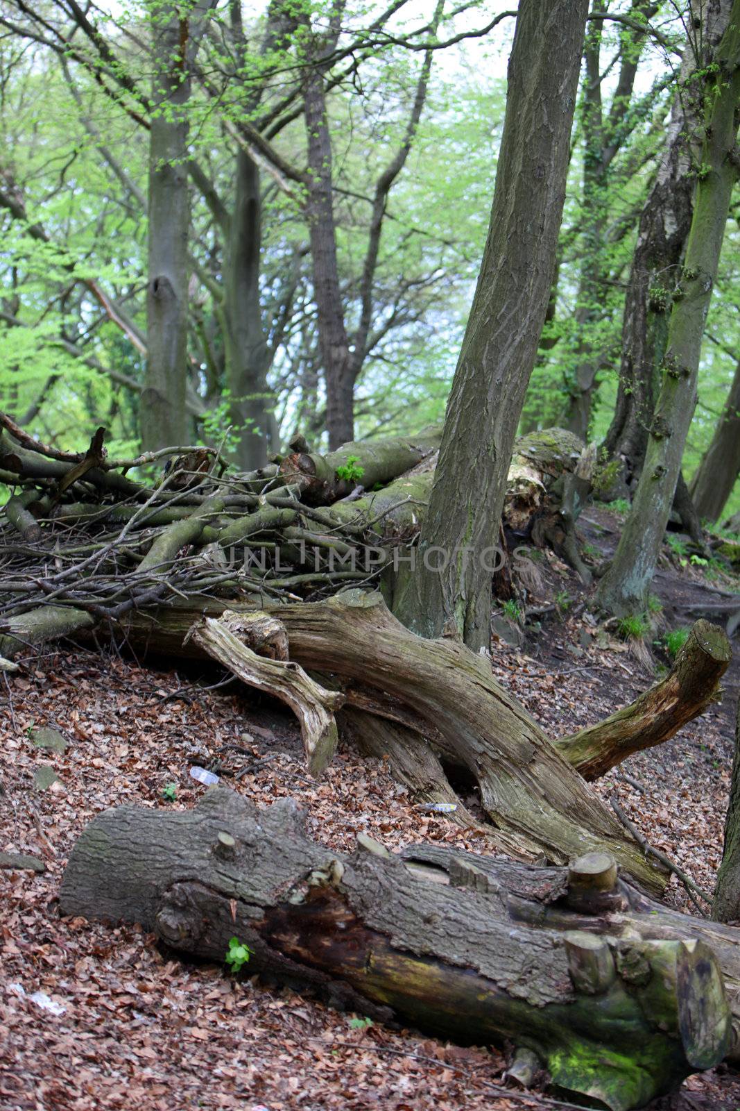 Fallen trees on a forest floor by Farina6000