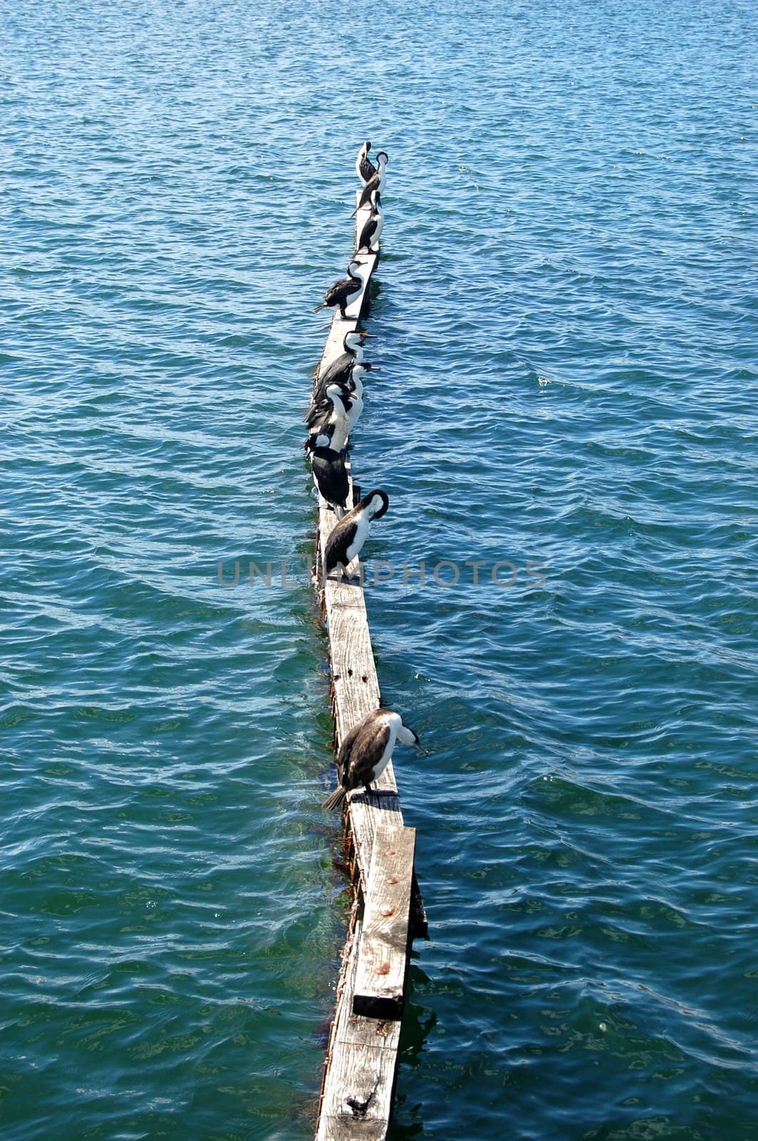 Birds at town pier, South Australia