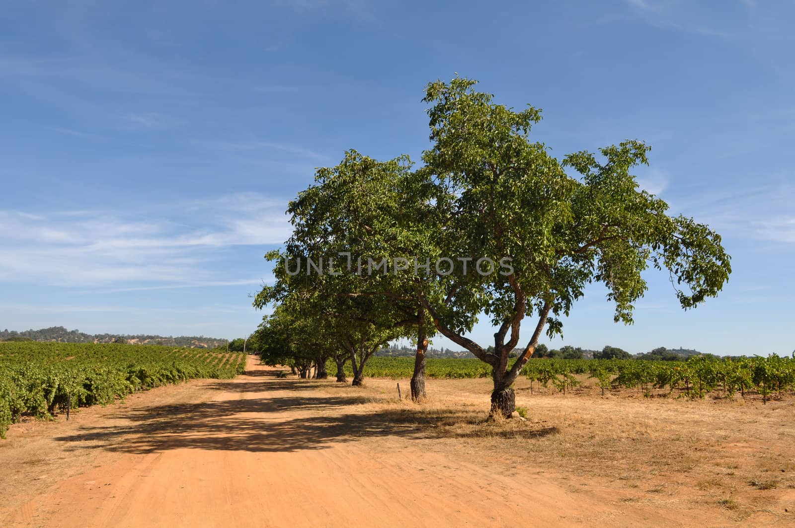 California Vineyard