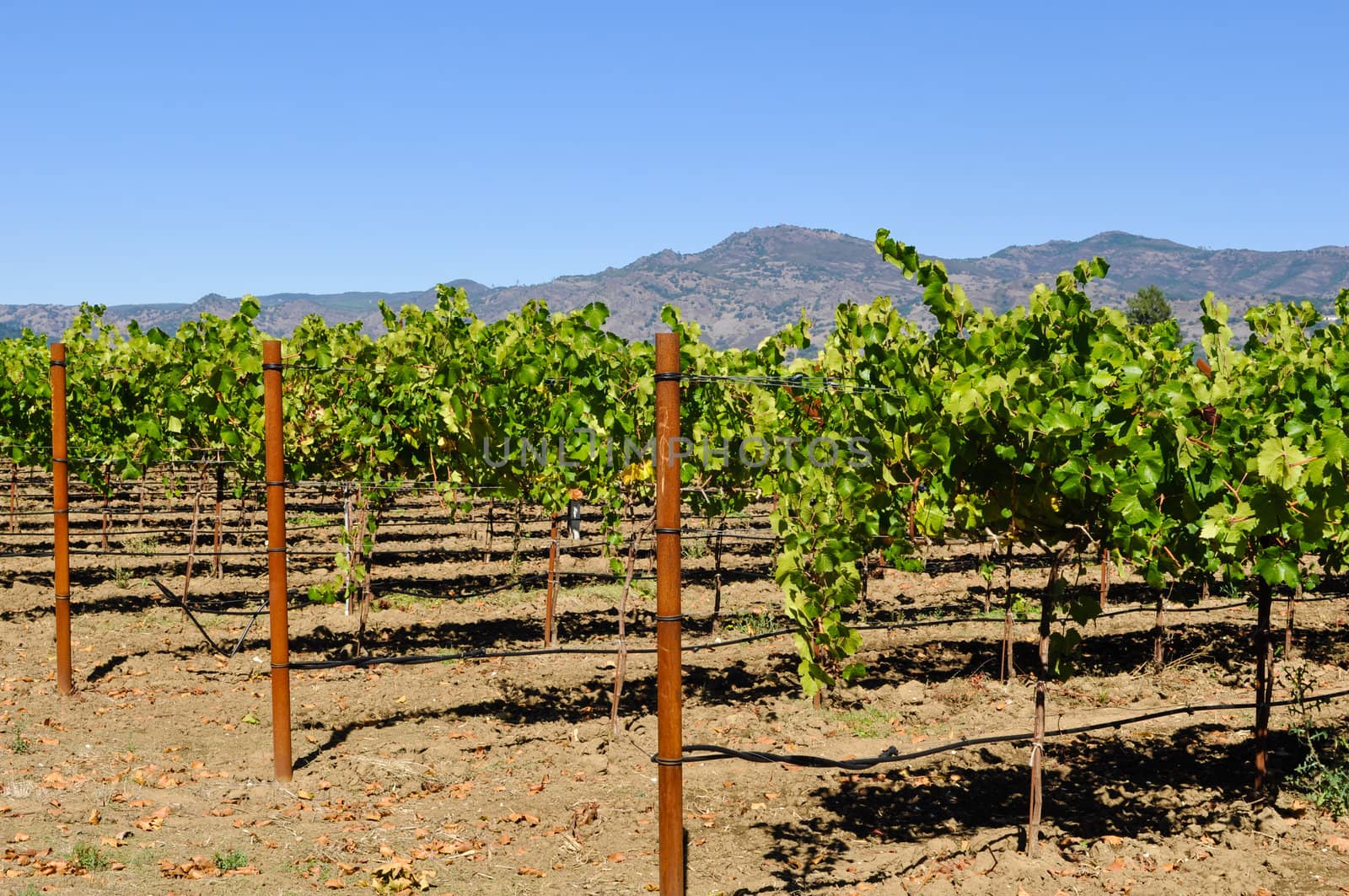 Napa Vineyard