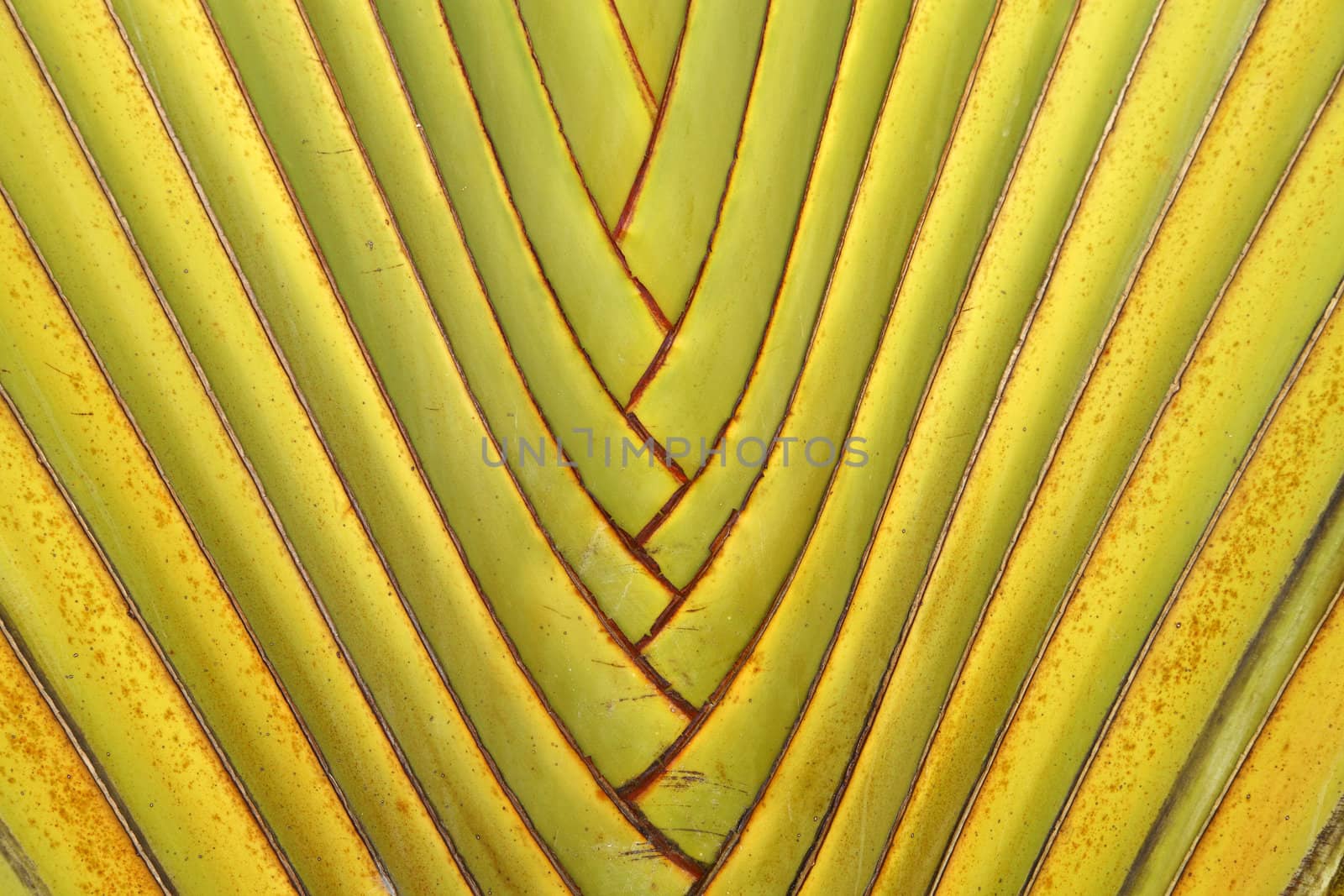 Details of leaf stalk of traveler palm